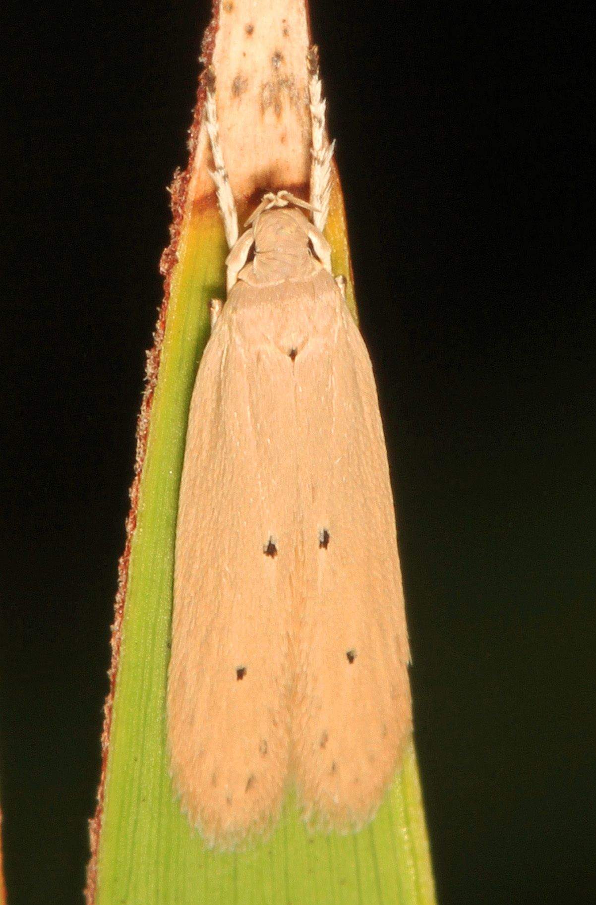 Homaledra sabalella