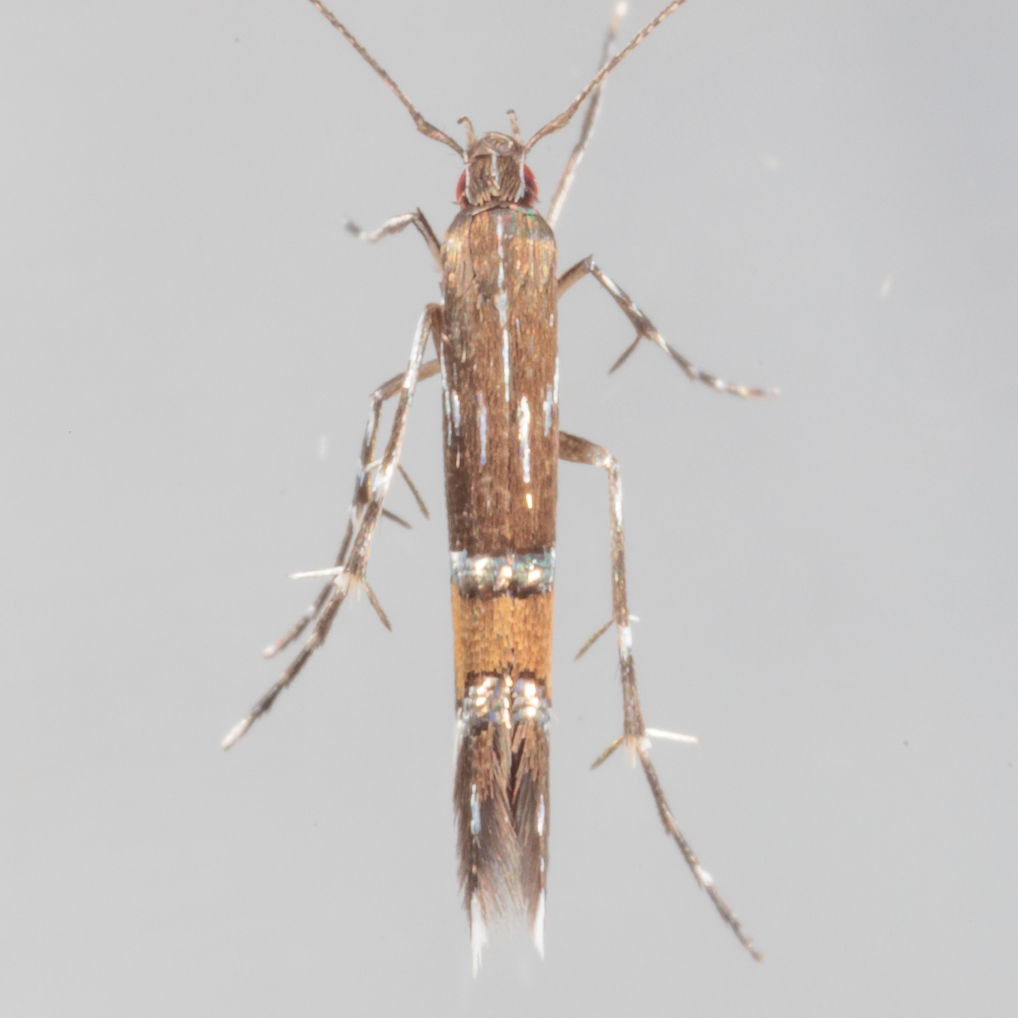 Cosmopterix