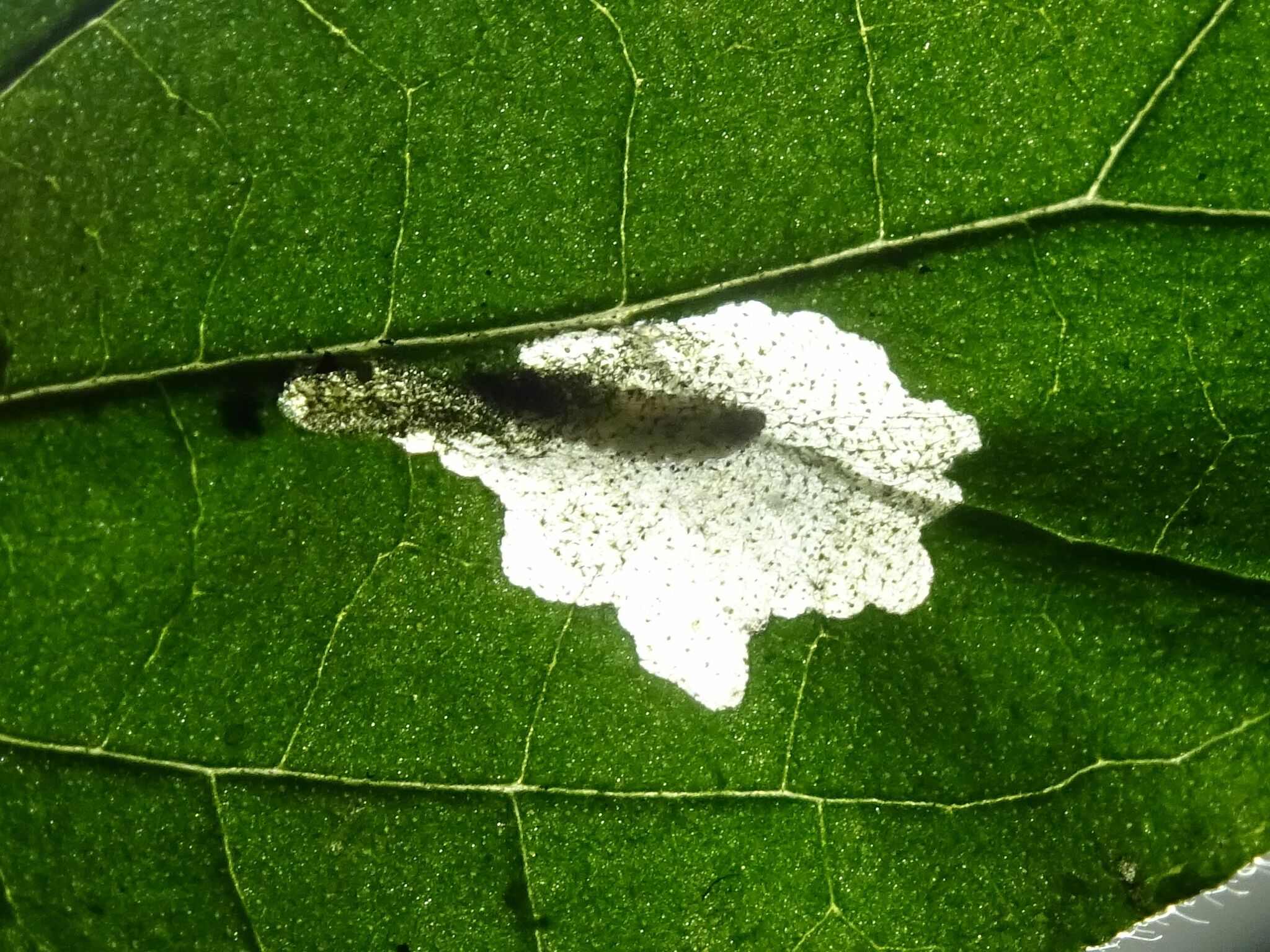 Cosmopterix