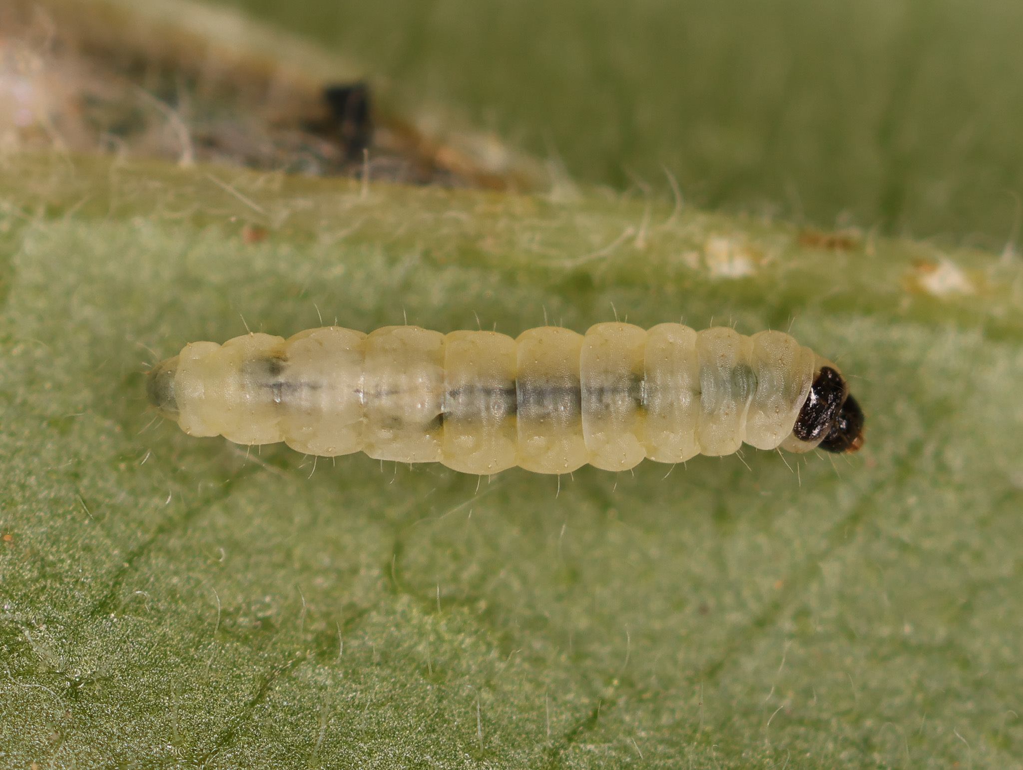 Cosmopterix