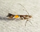Cosmopterix