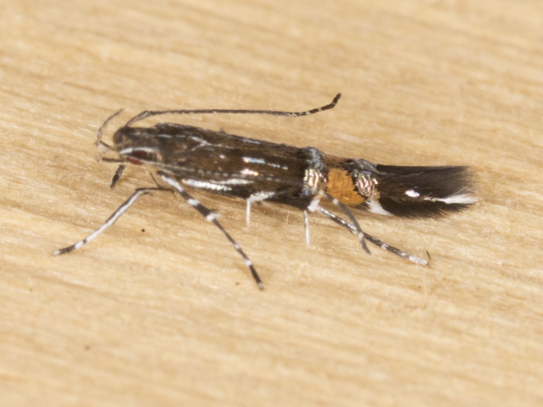 Cosmopterix