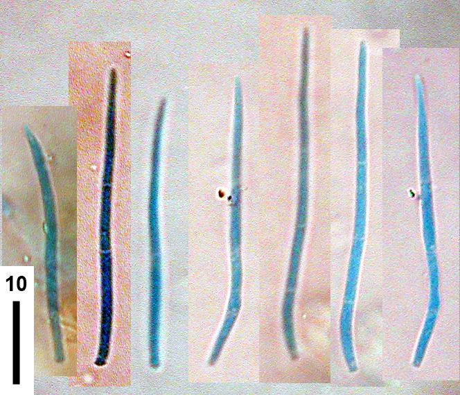 Septoria petroselini