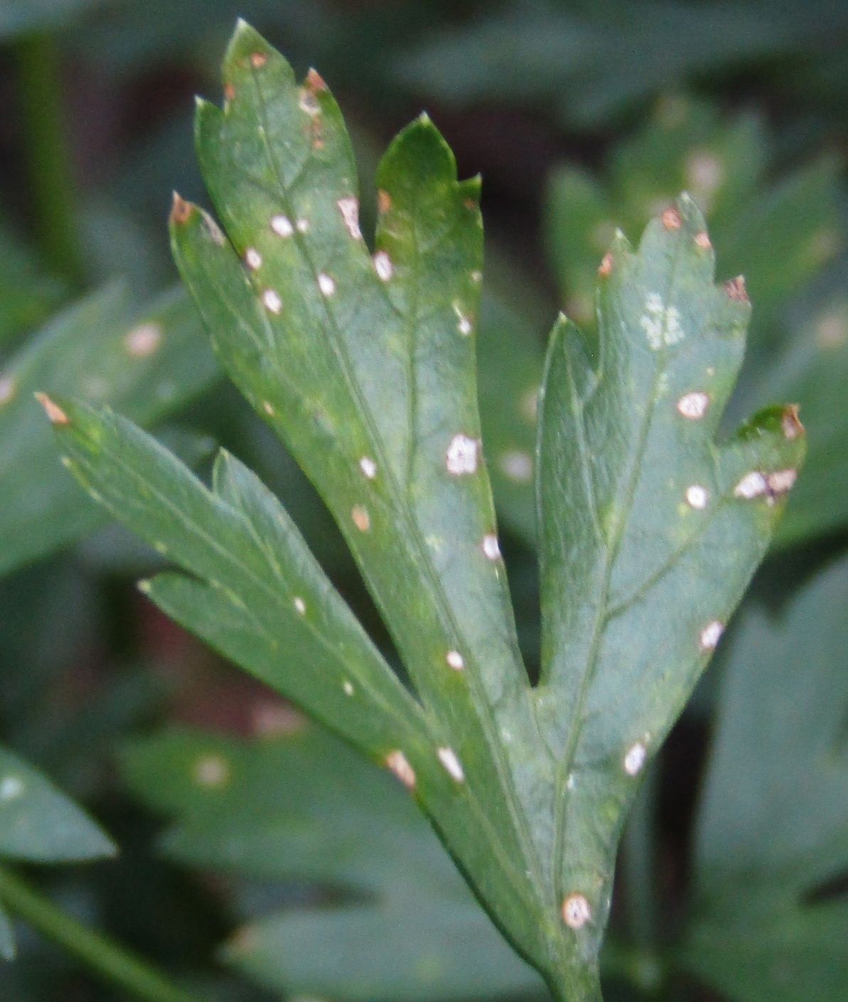 Septoria petroselini