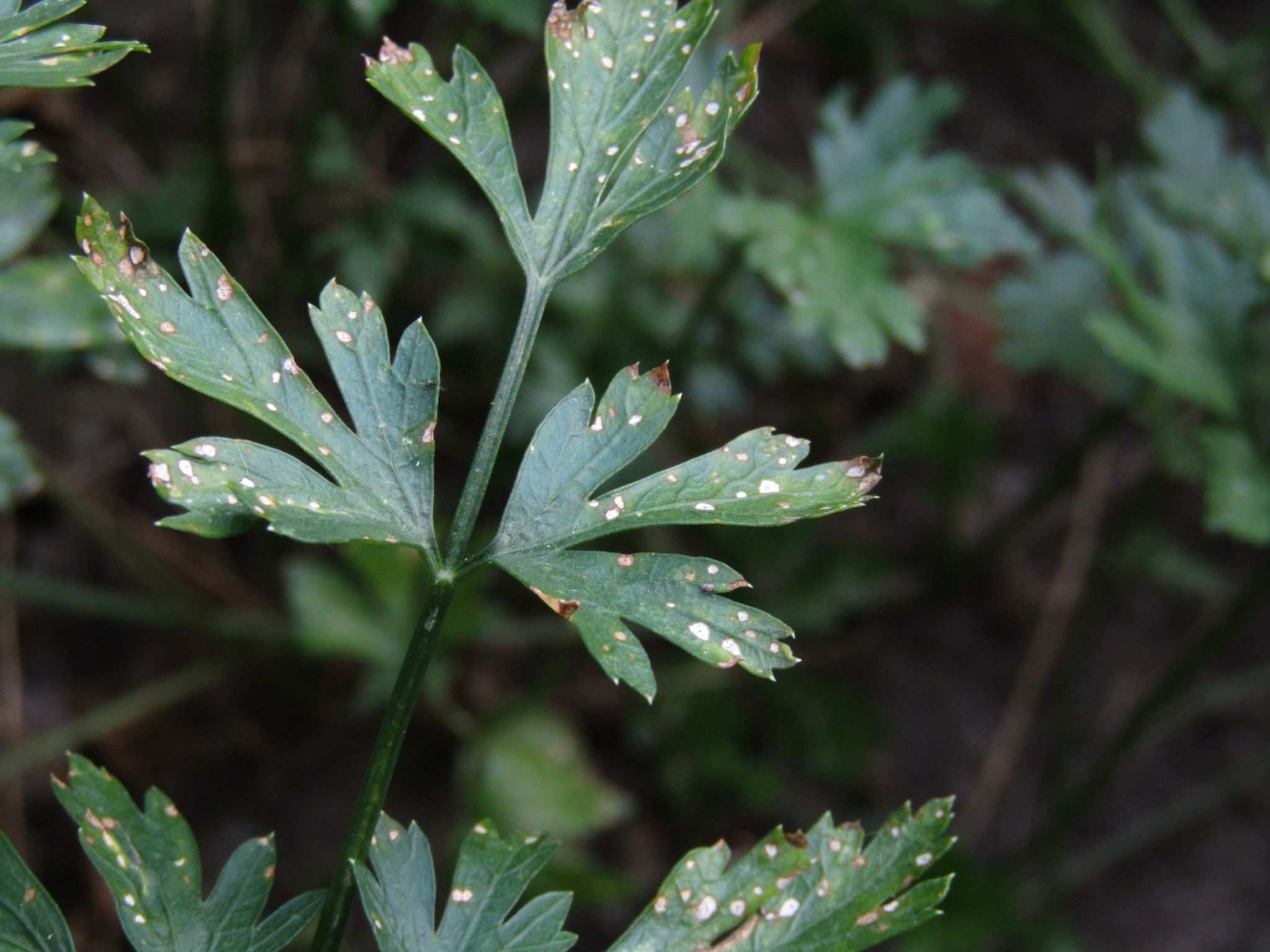 Septoria petroselini