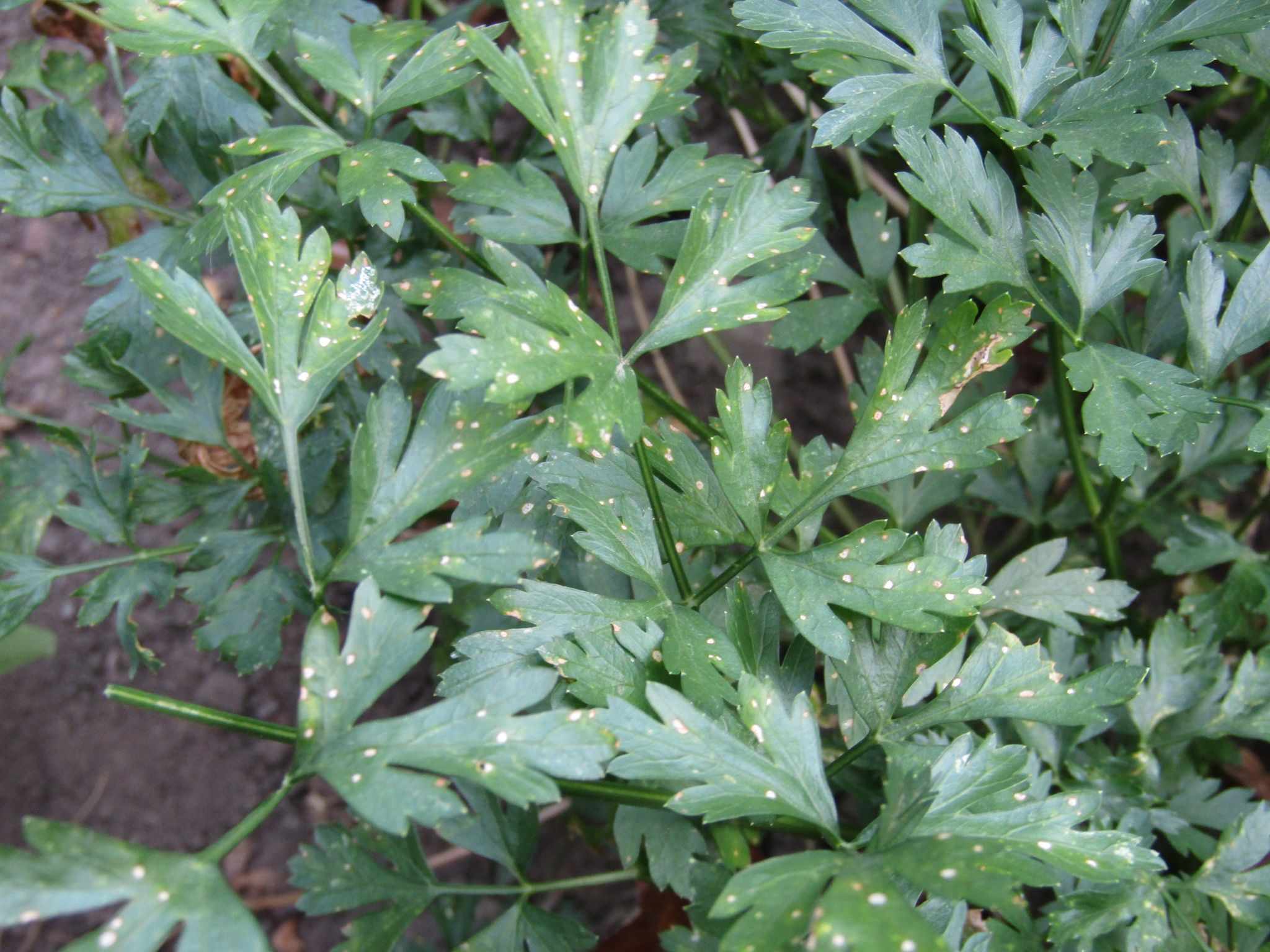 Septoria petroselini