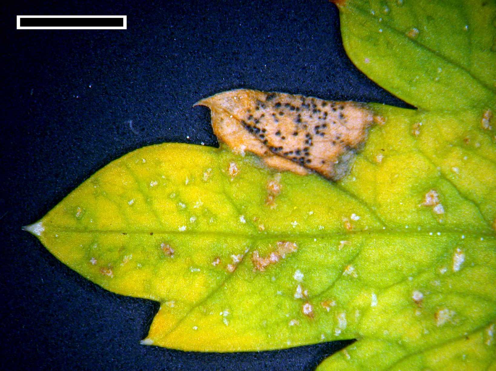 Septoria petroselini