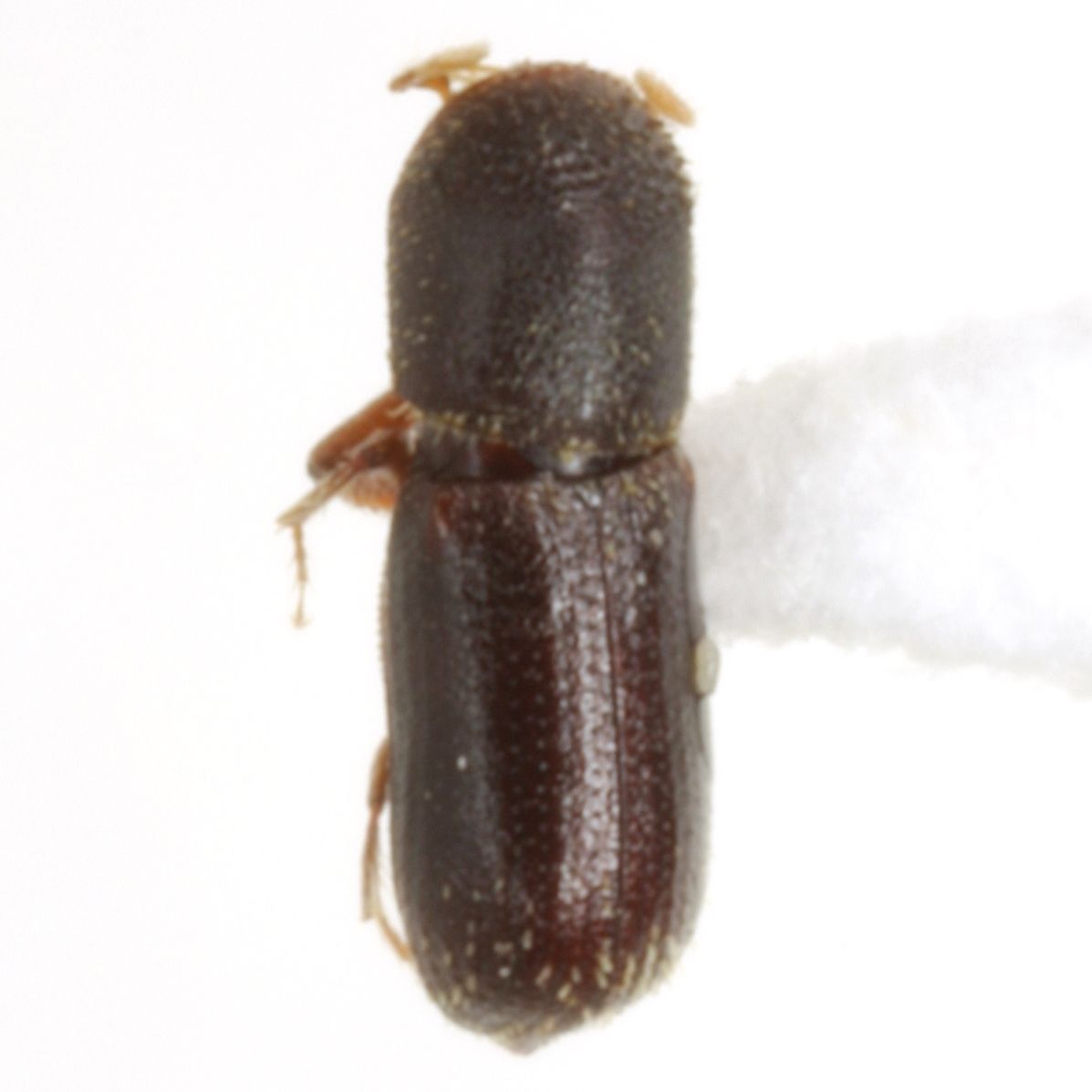 Micracisella
