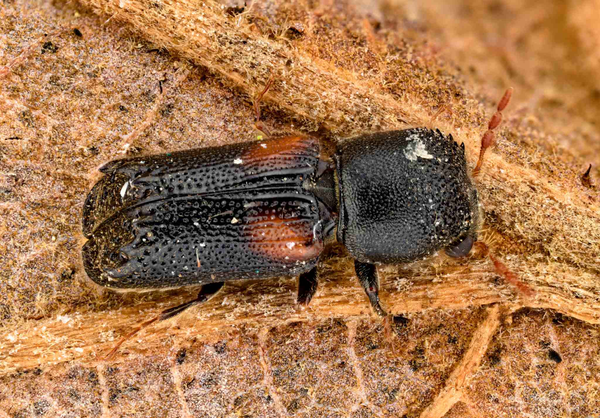 Xylobiops