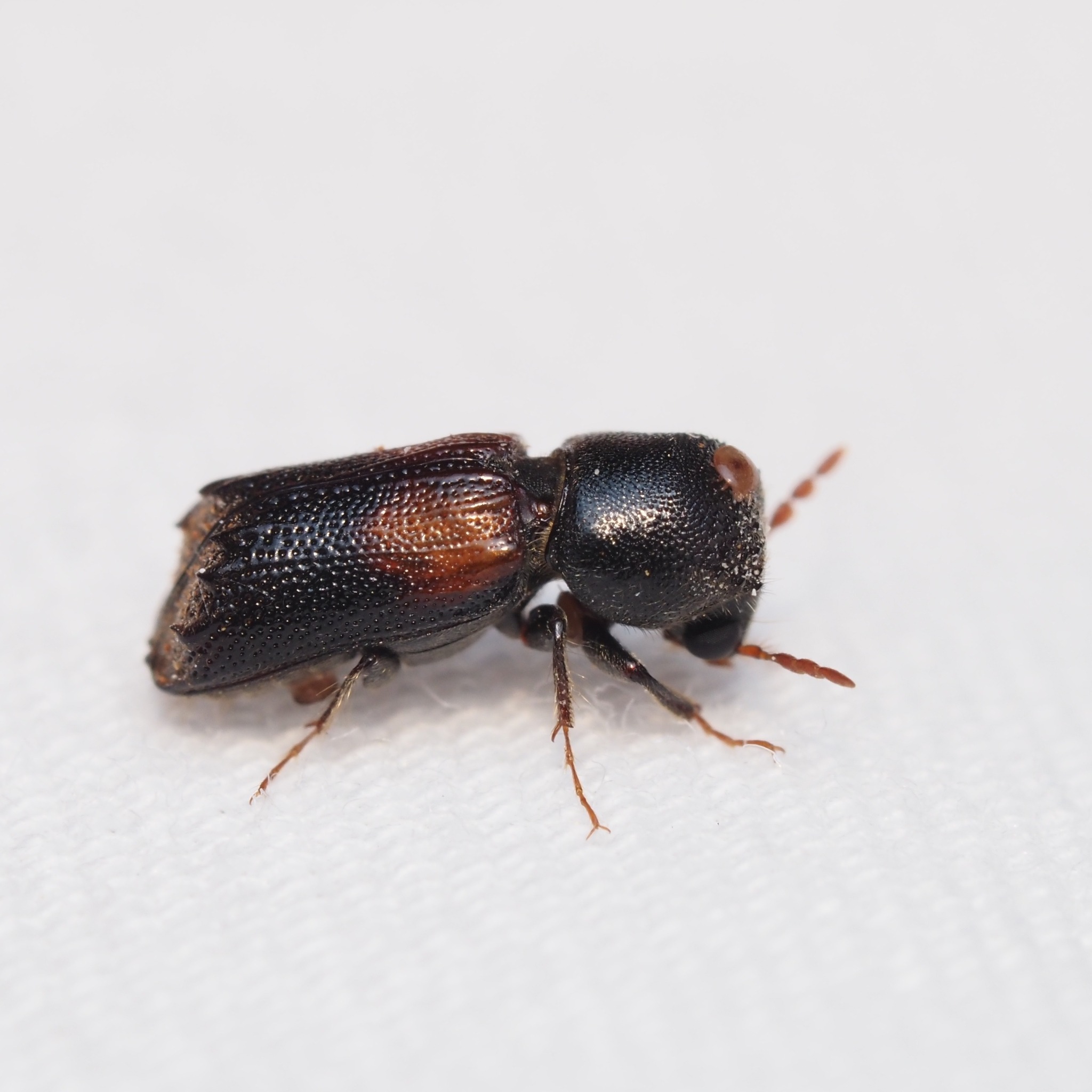 Xylobiops