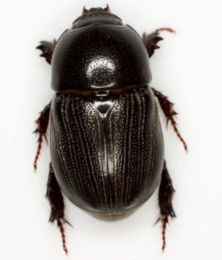 Euetheola rugiceps