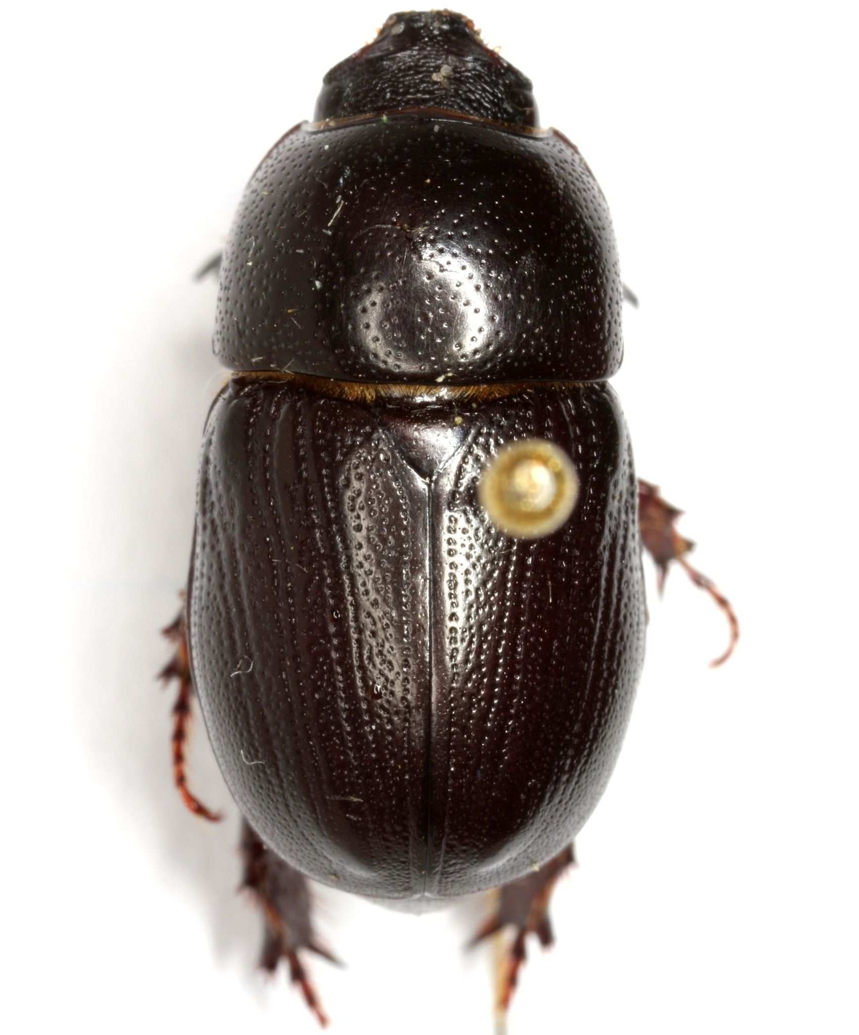 Euetheola rugiceps