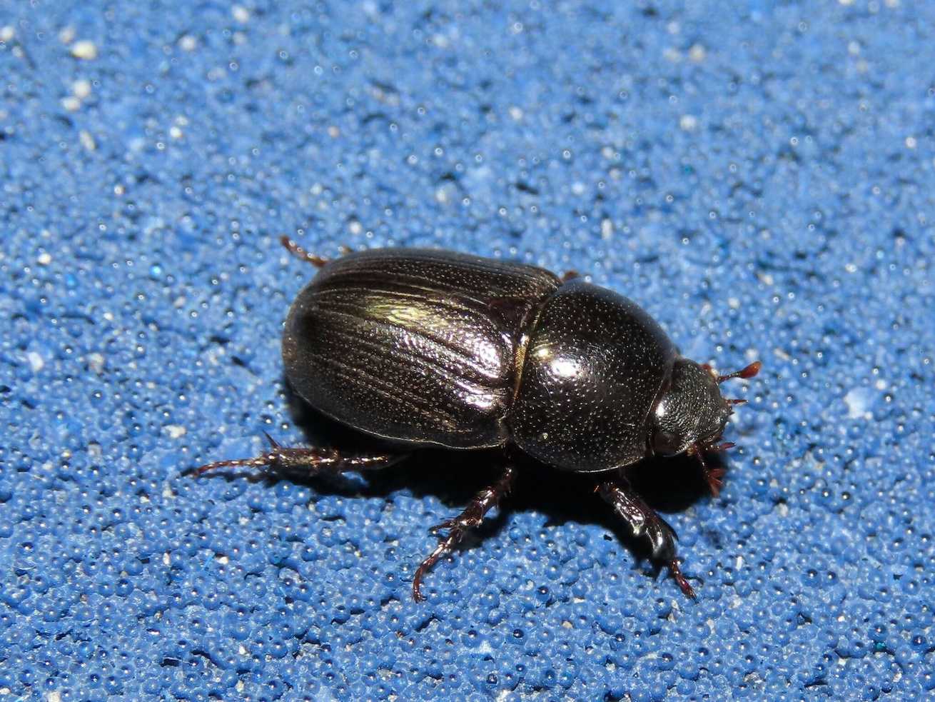 Euetheola rugiceps