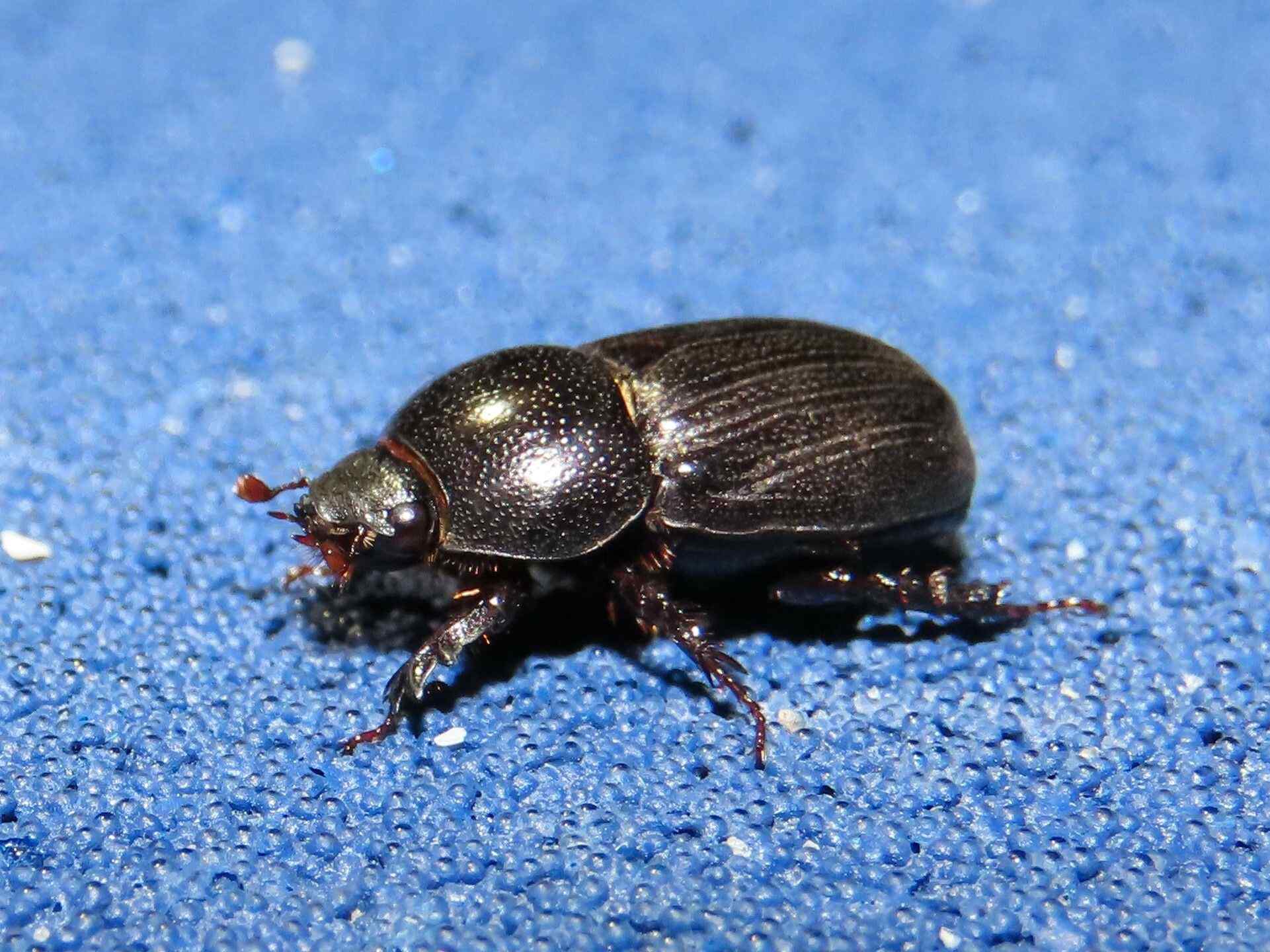 Euetheola rugiceps