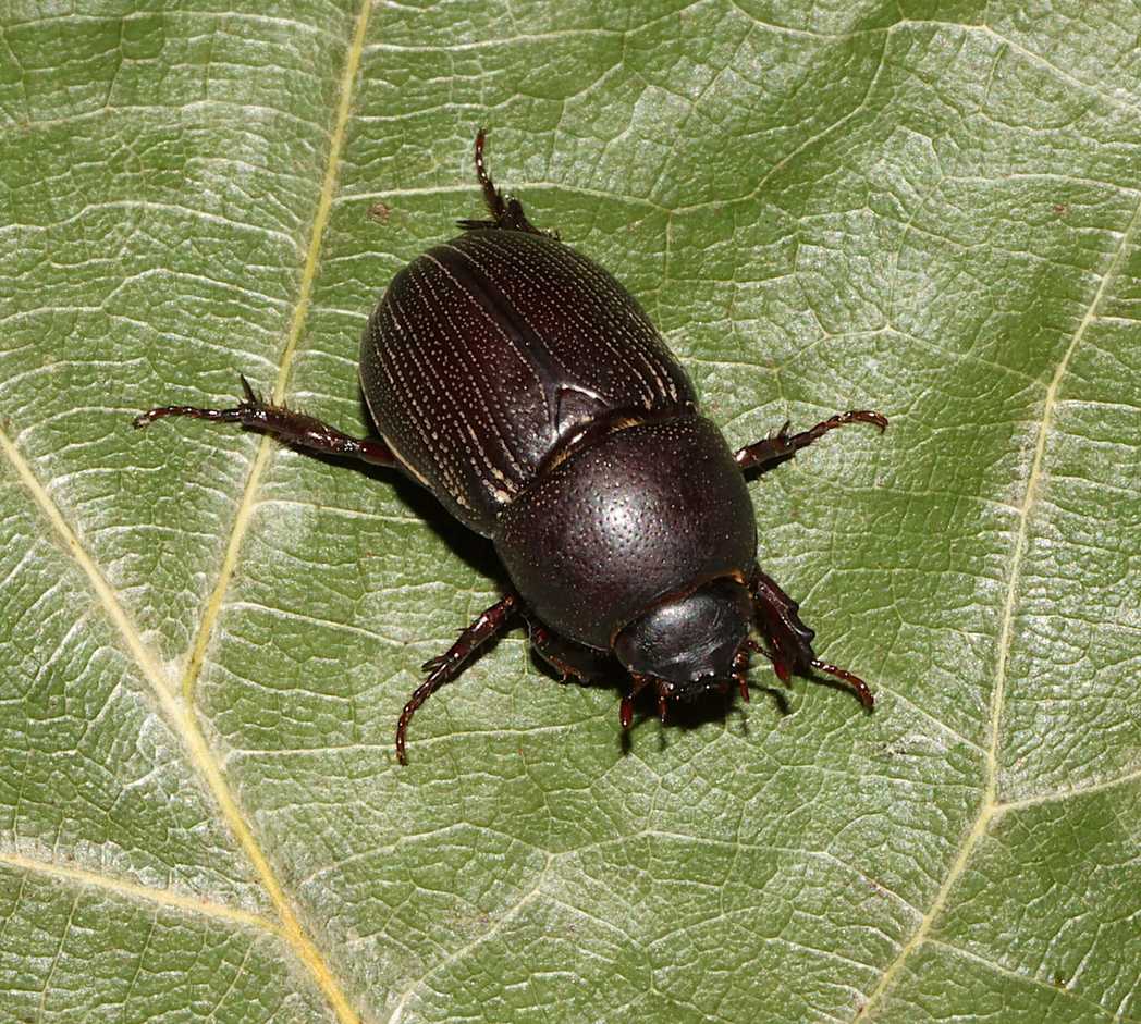 Euetheola rugiceps