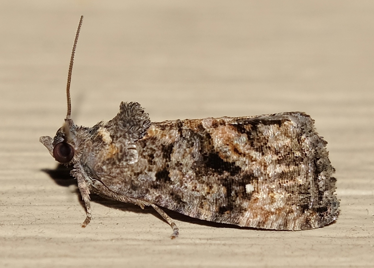 Ecdytolopha