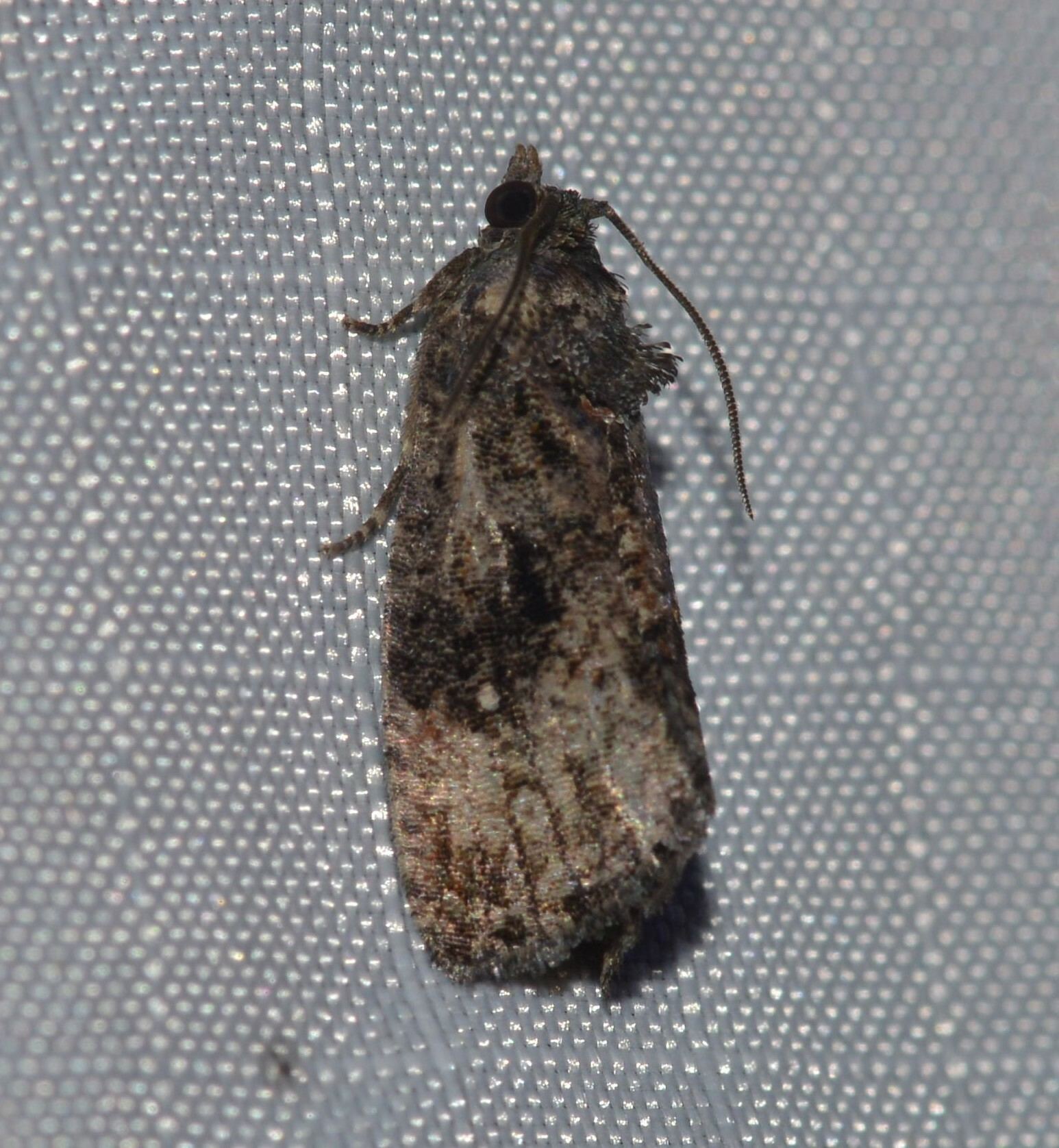 Ecdytolopha