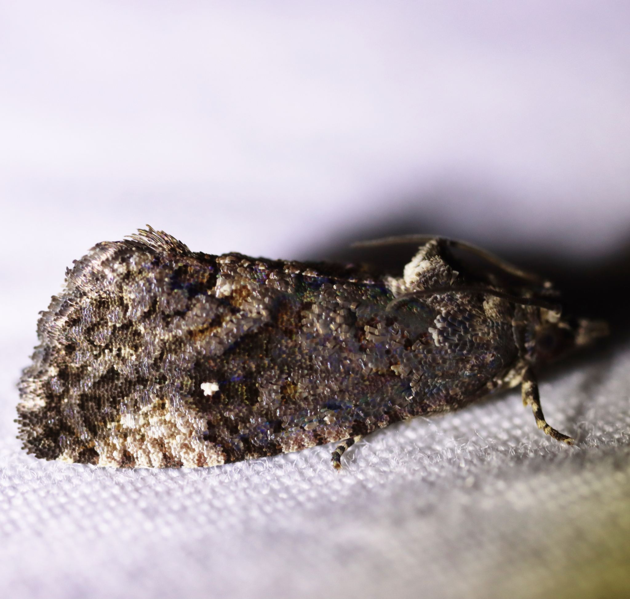 Ecdytolopha