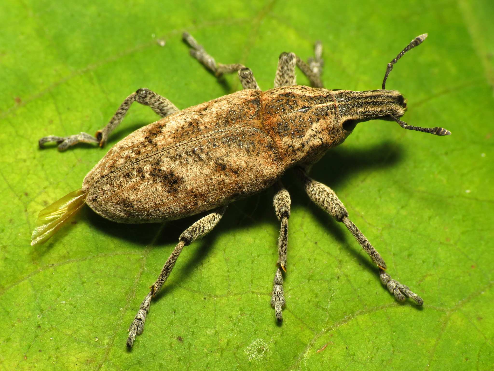 Cleonis pigra
