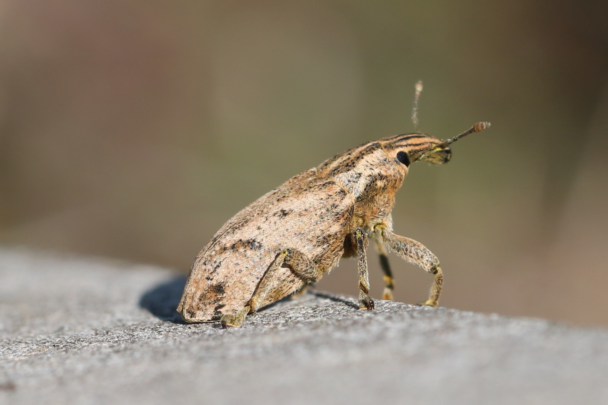 Cleonis pigra