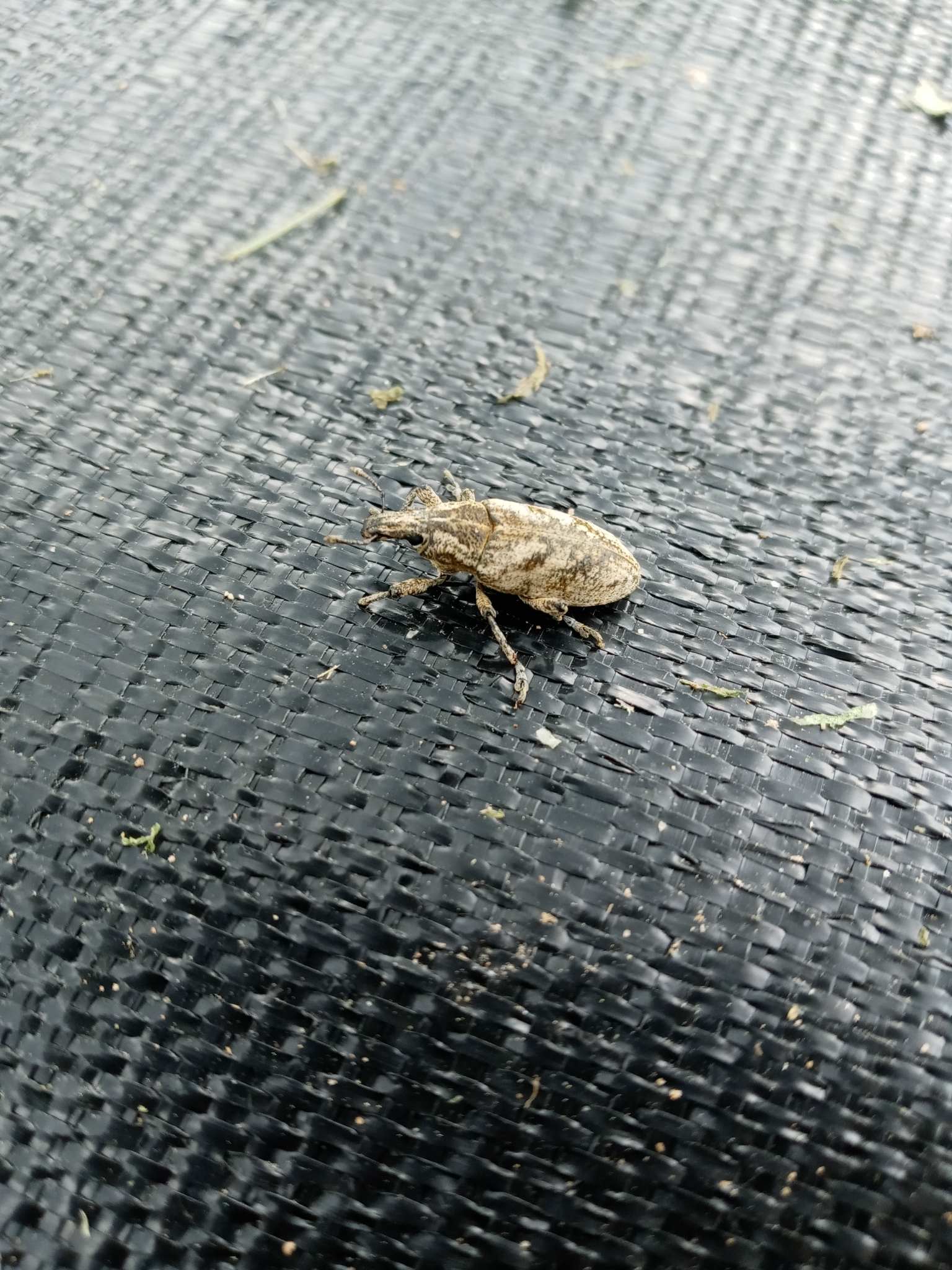 Cleonis pigra