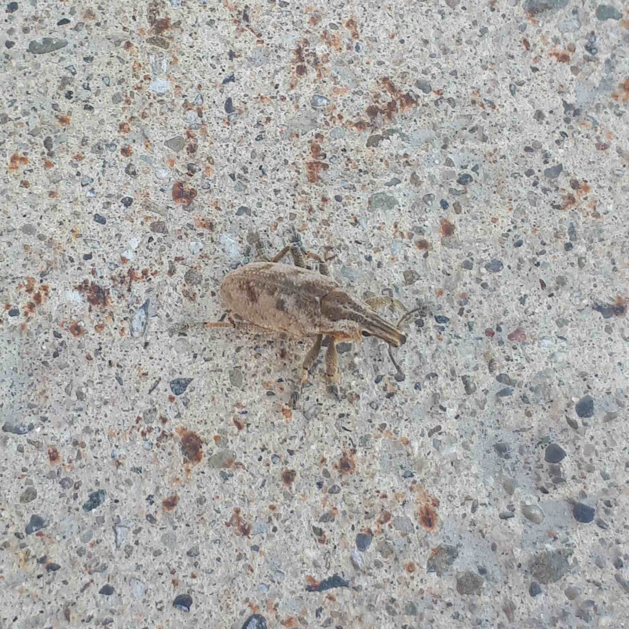 Cleonis pigra