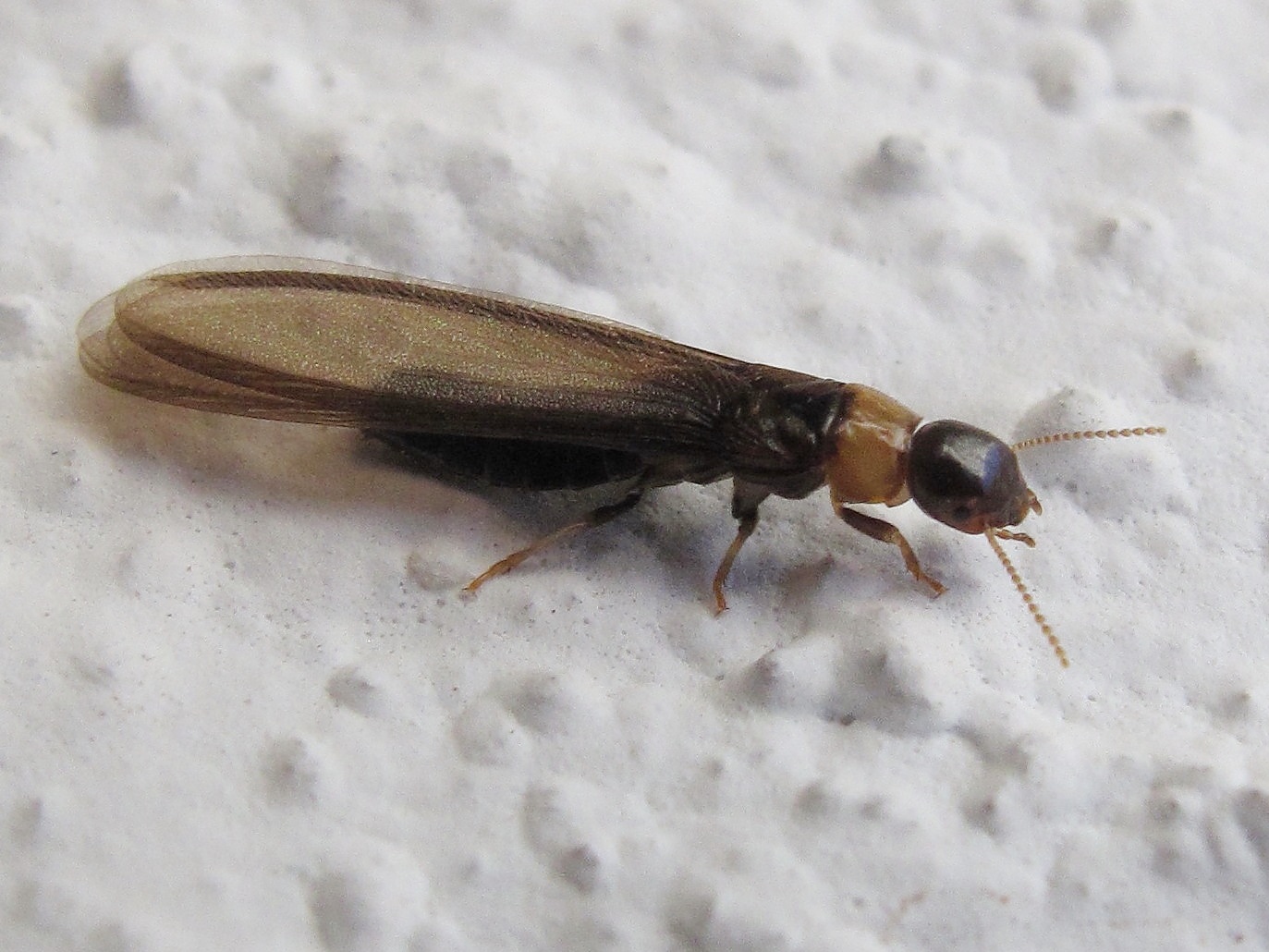 Kalotermes flavicollis