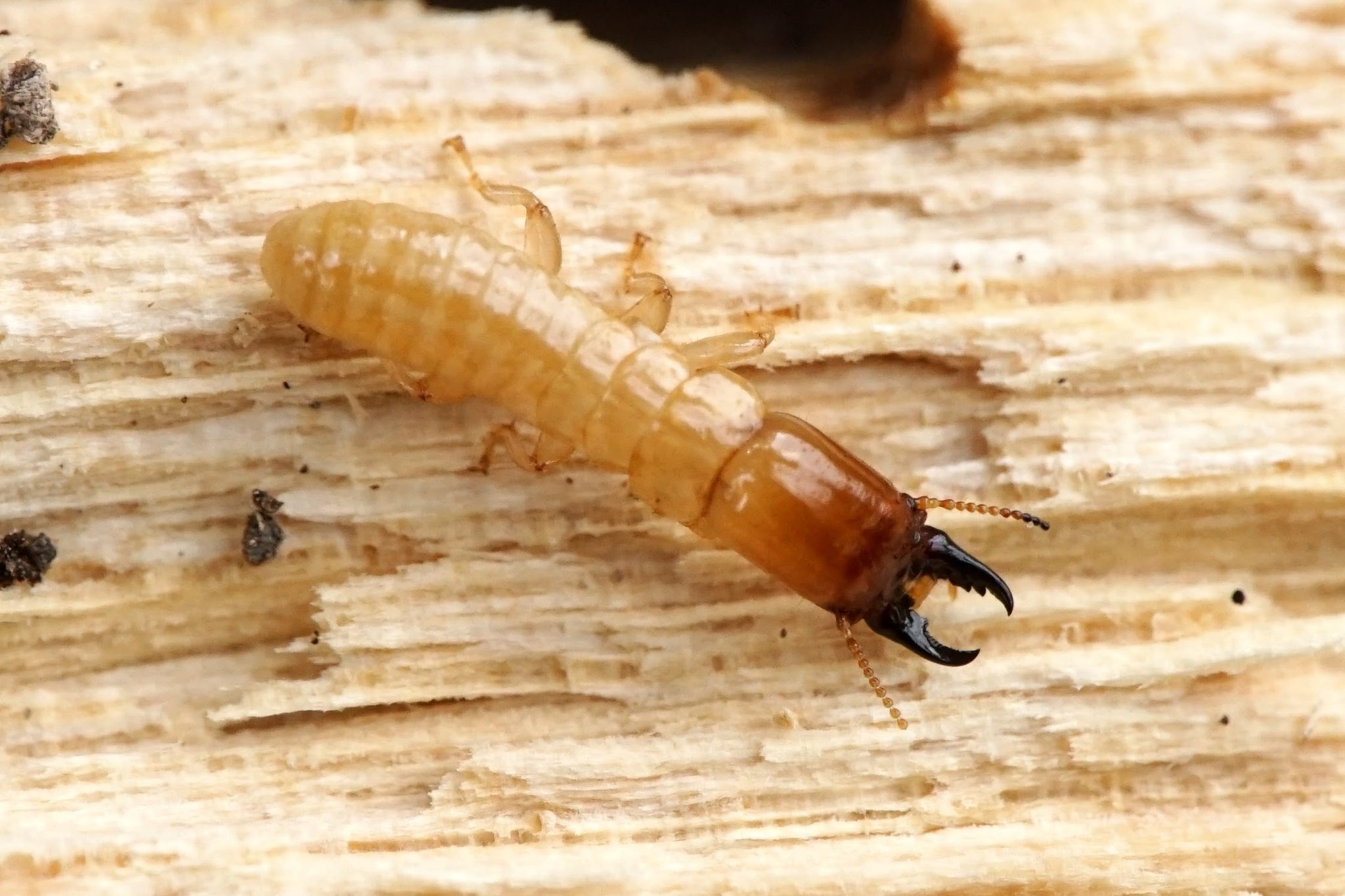 Kalotermes flavicollis