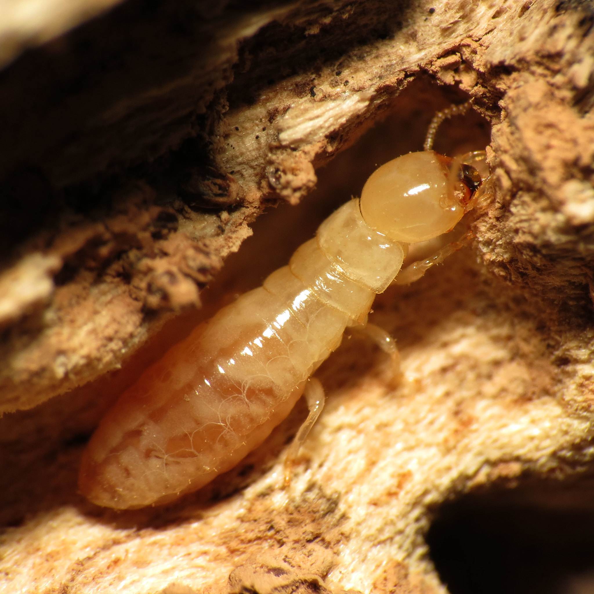 Kalotermes flavicollis