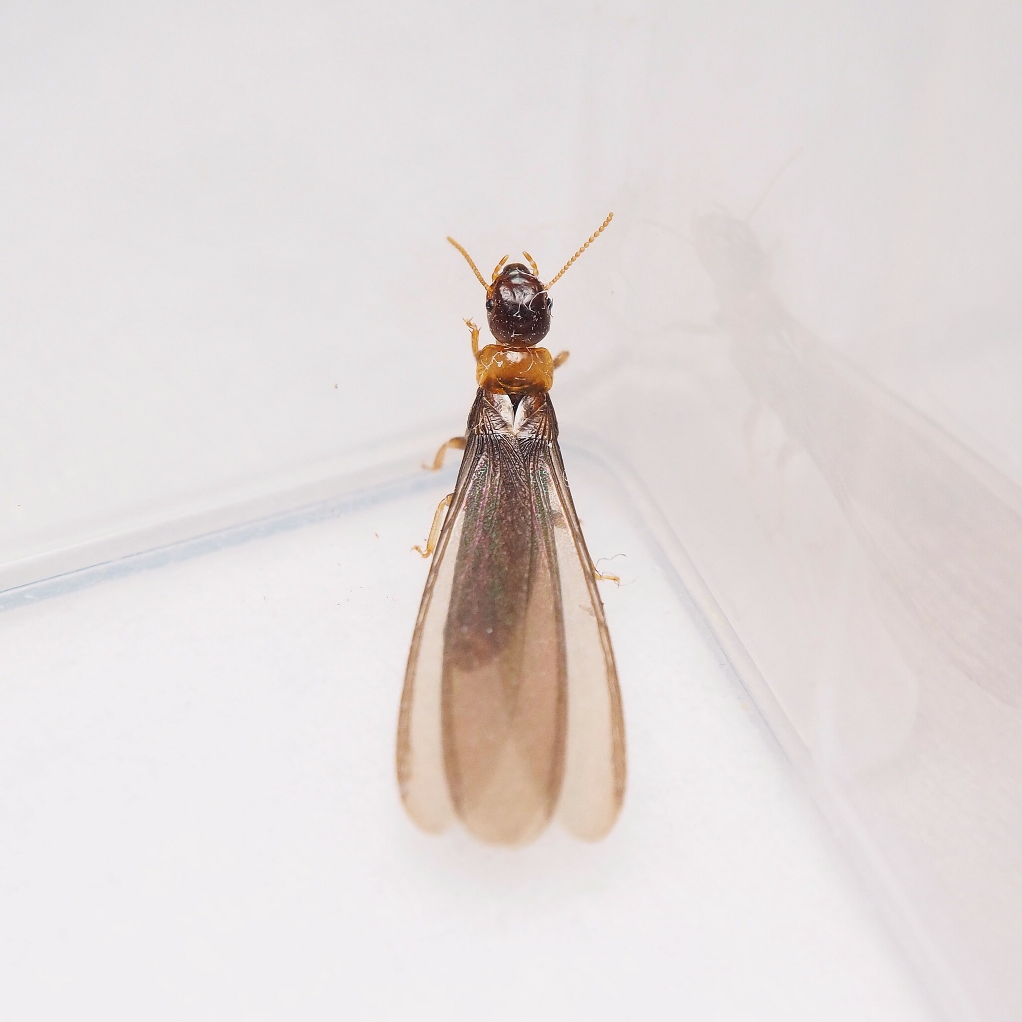 Kalotermes flavicollis