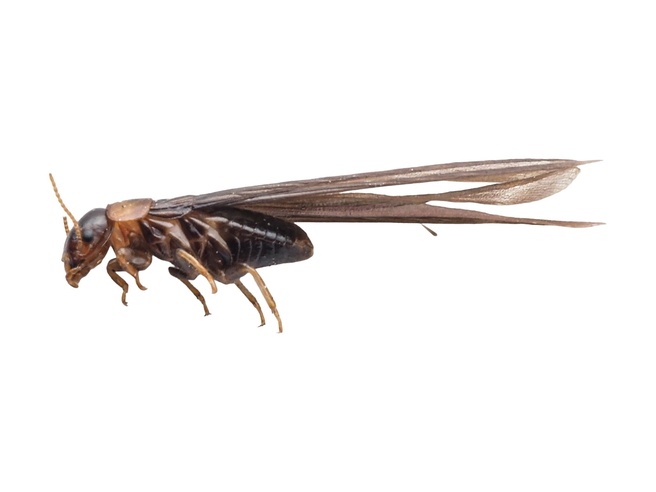 Kalotermes flavicollis