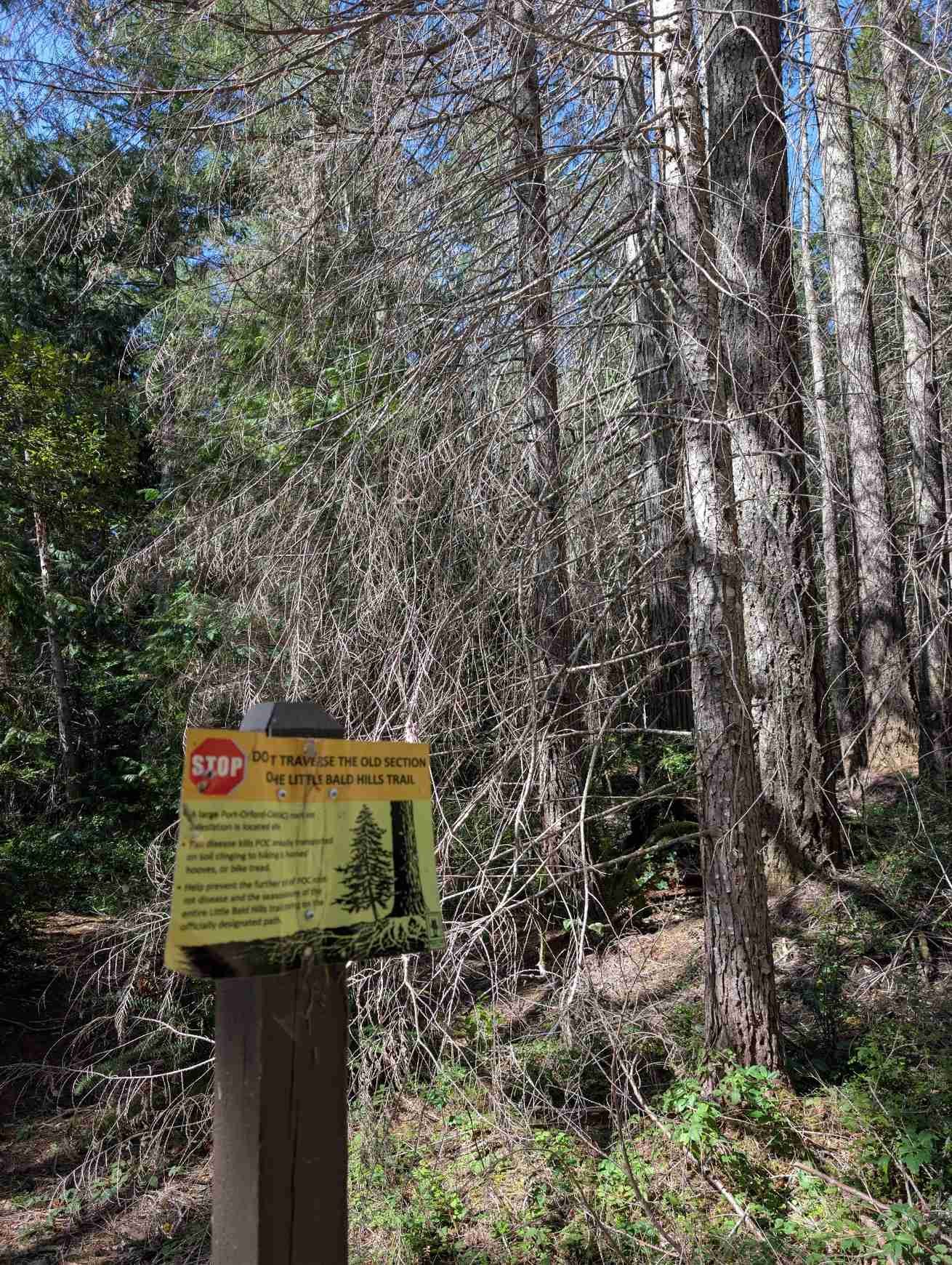 Phytophthora lateralis