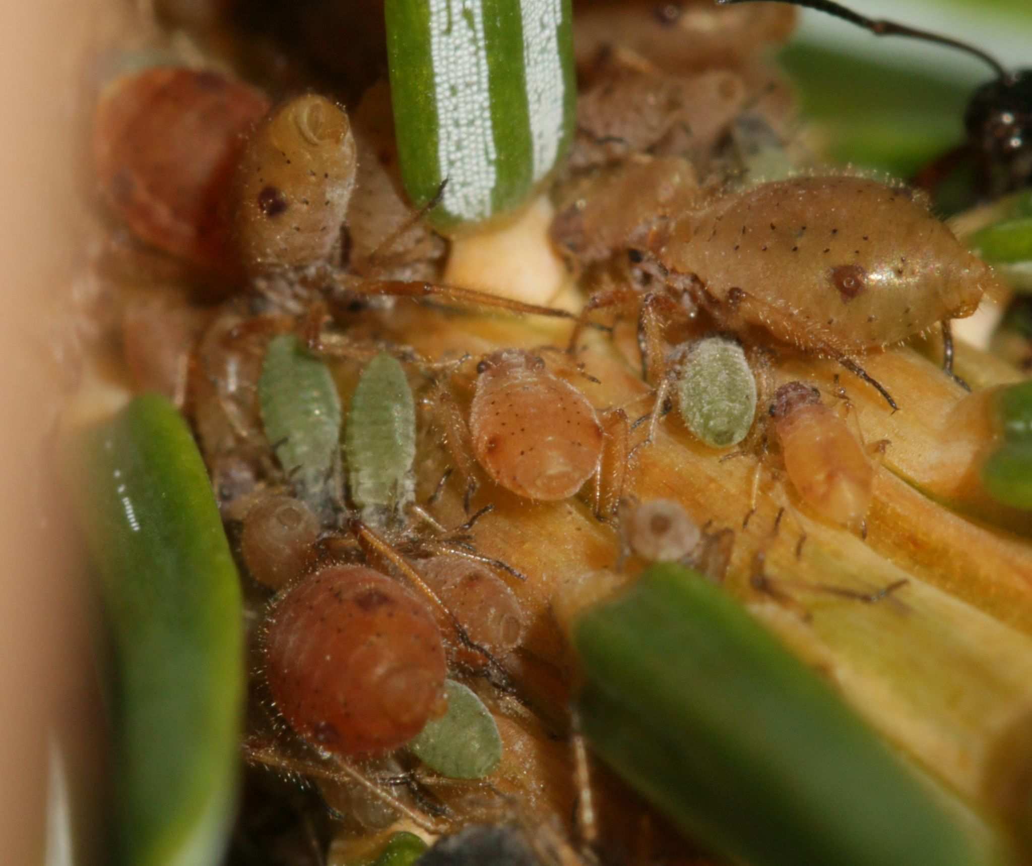 Cinara pilicornis