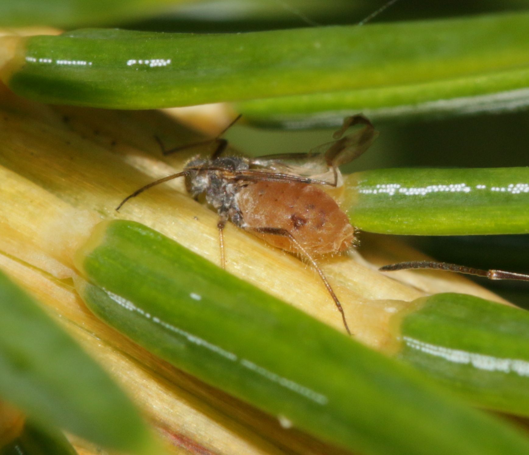 Cinara pilicornis