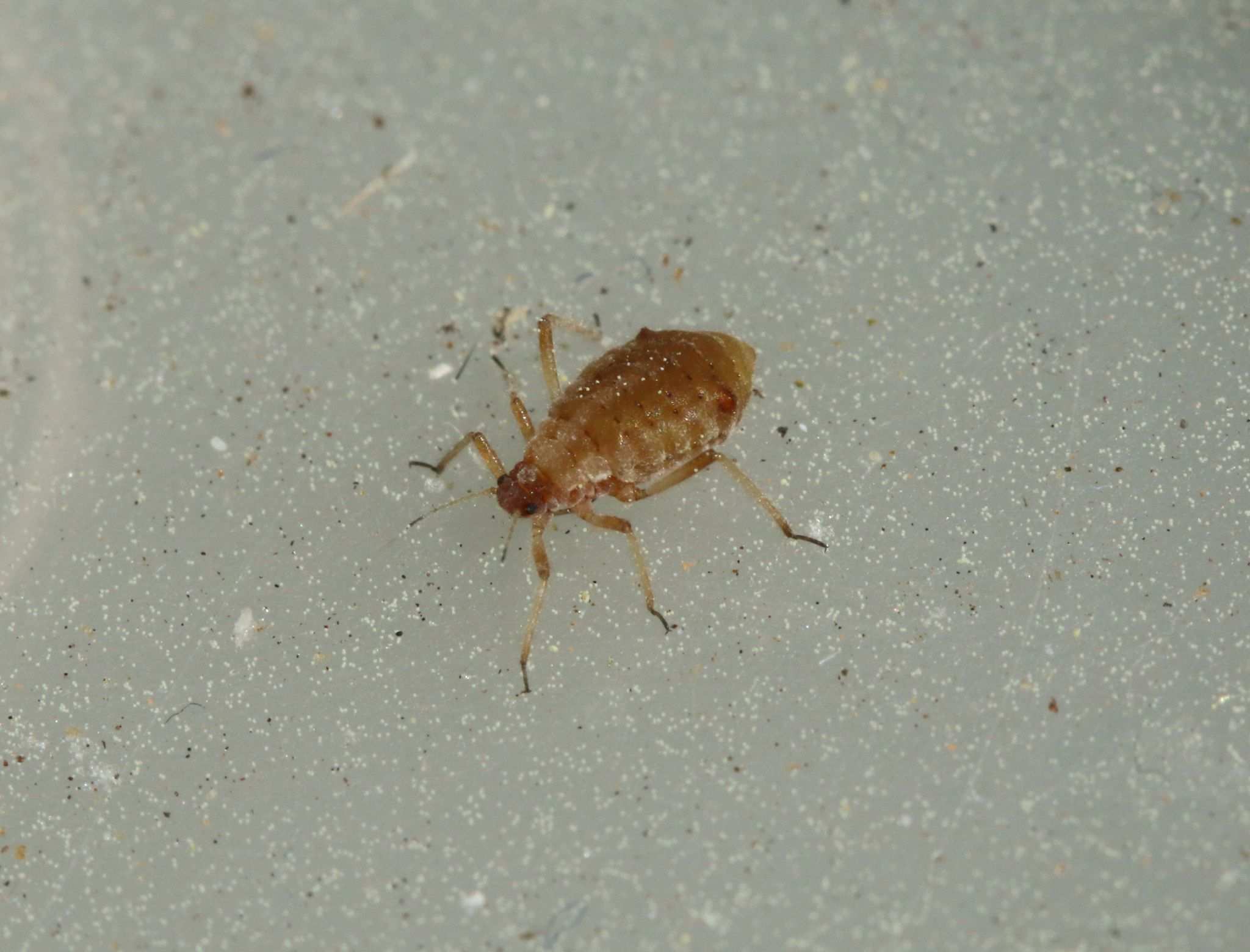 Cinara pilicornis