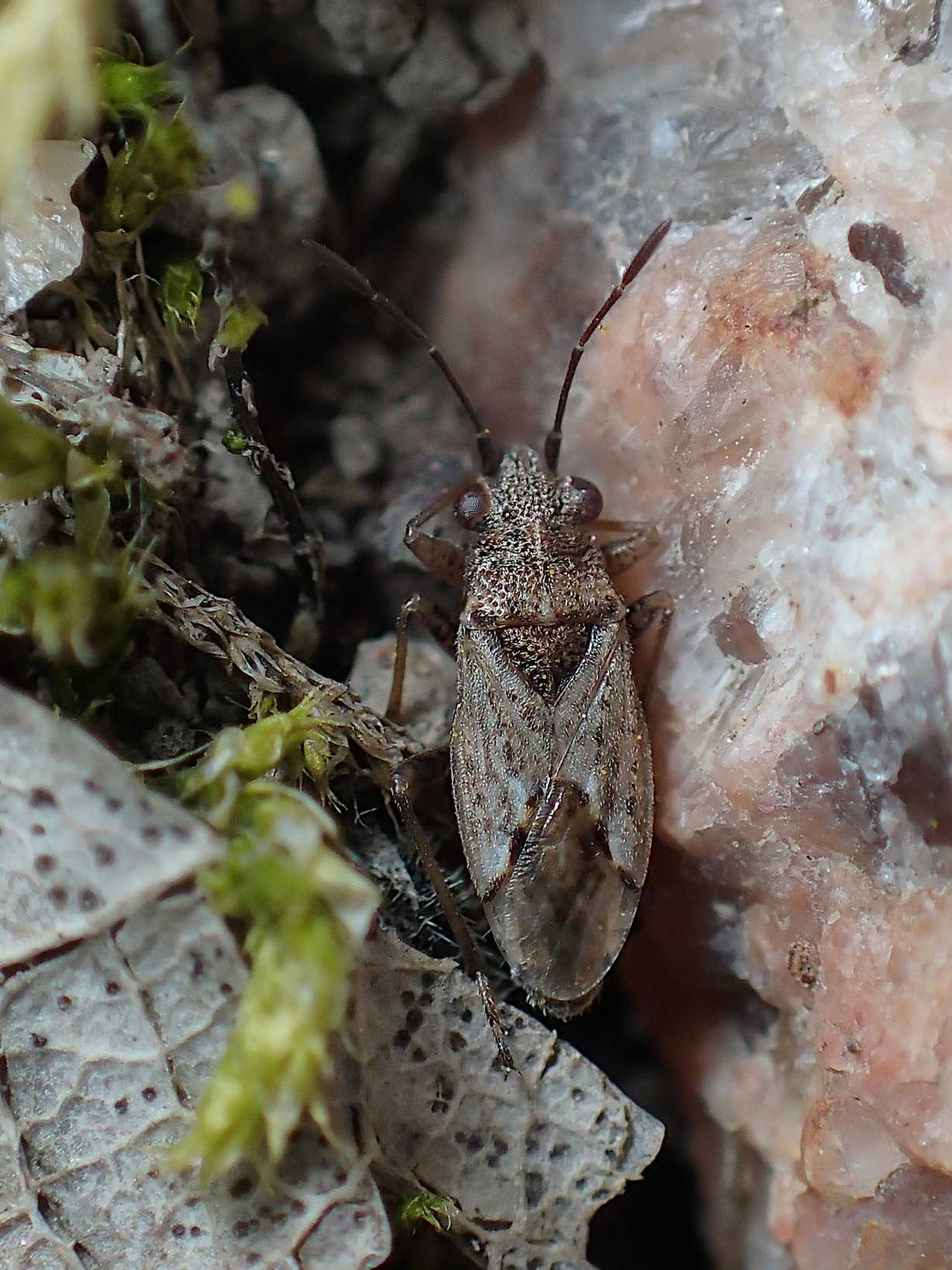 Nysius thymi
