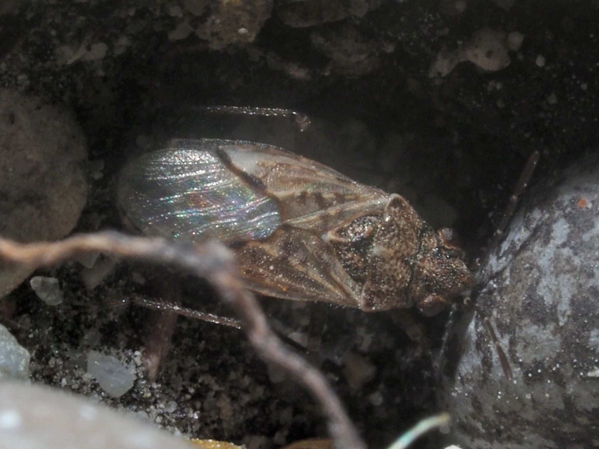 Nysius thymi