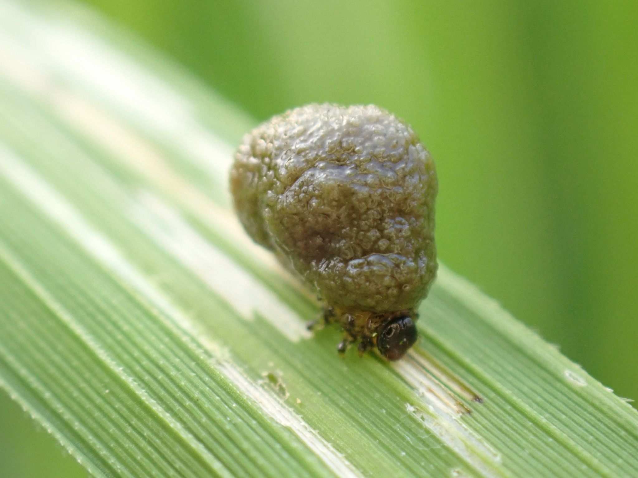 Oulema oryzae