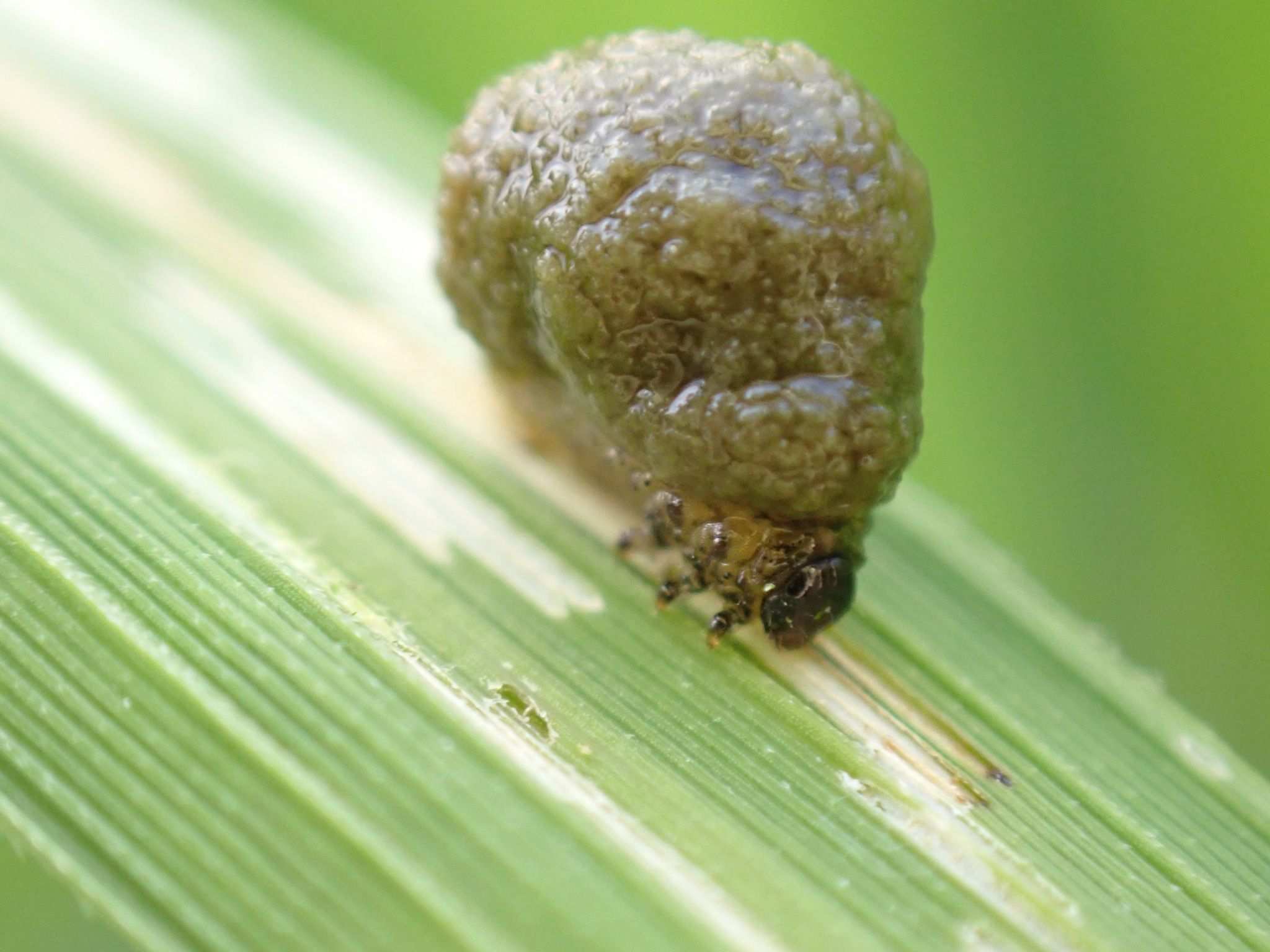 Oulema oryzae
