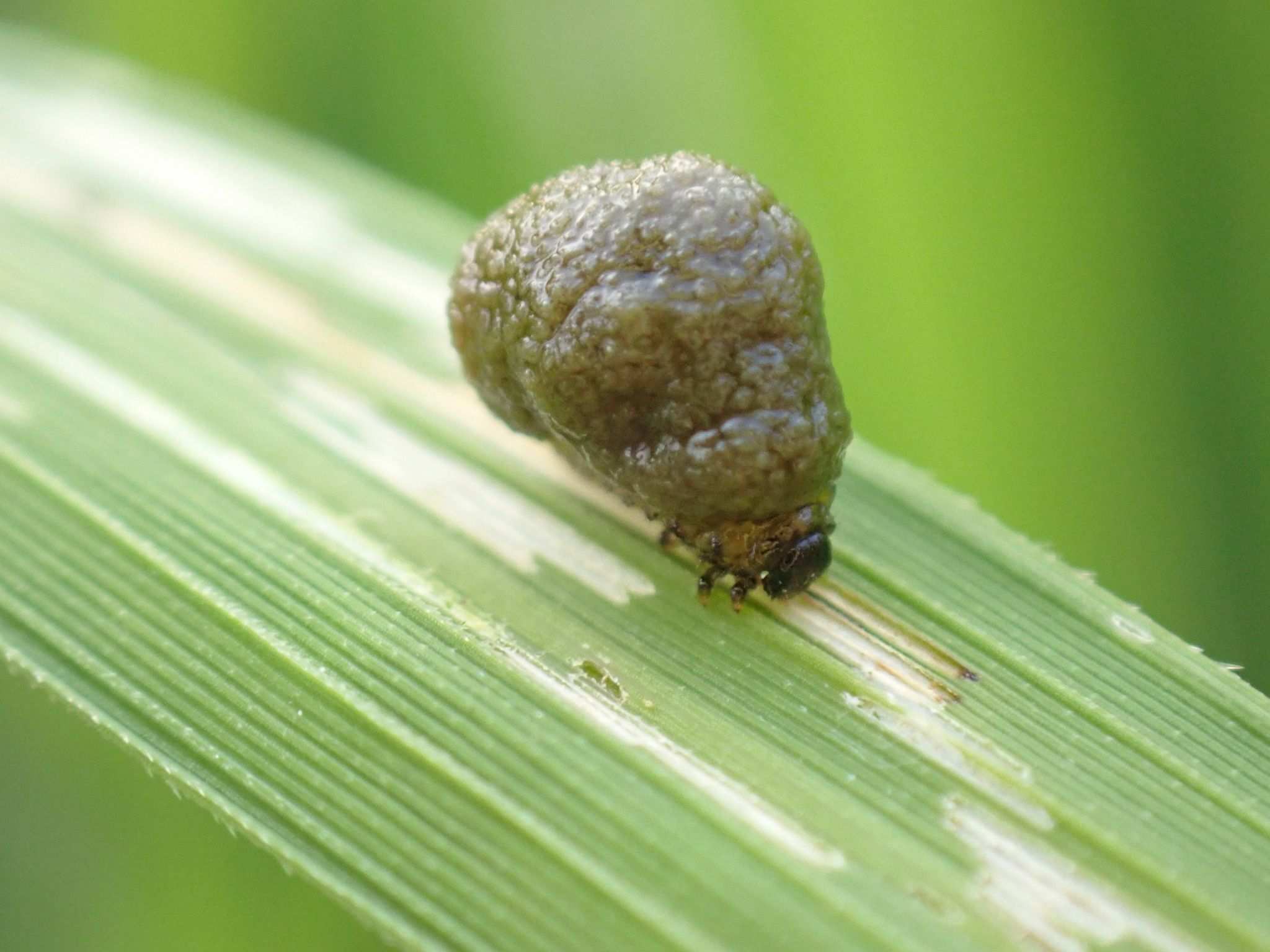 Oulema oryzae