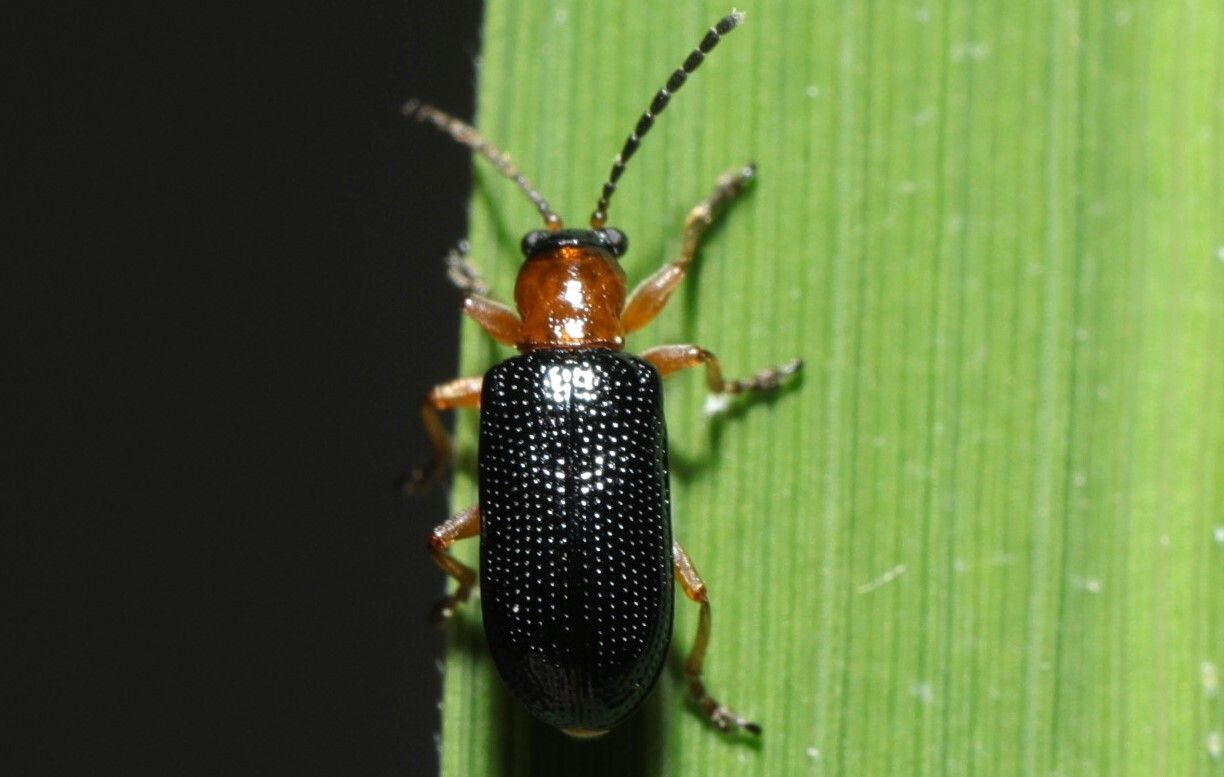 Oulema oryzae