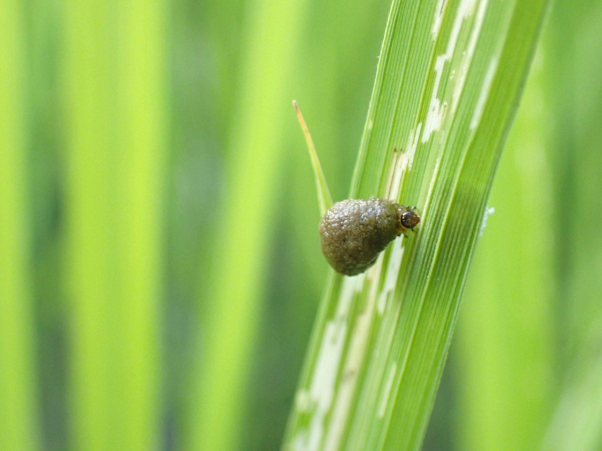 Oulema oryzae