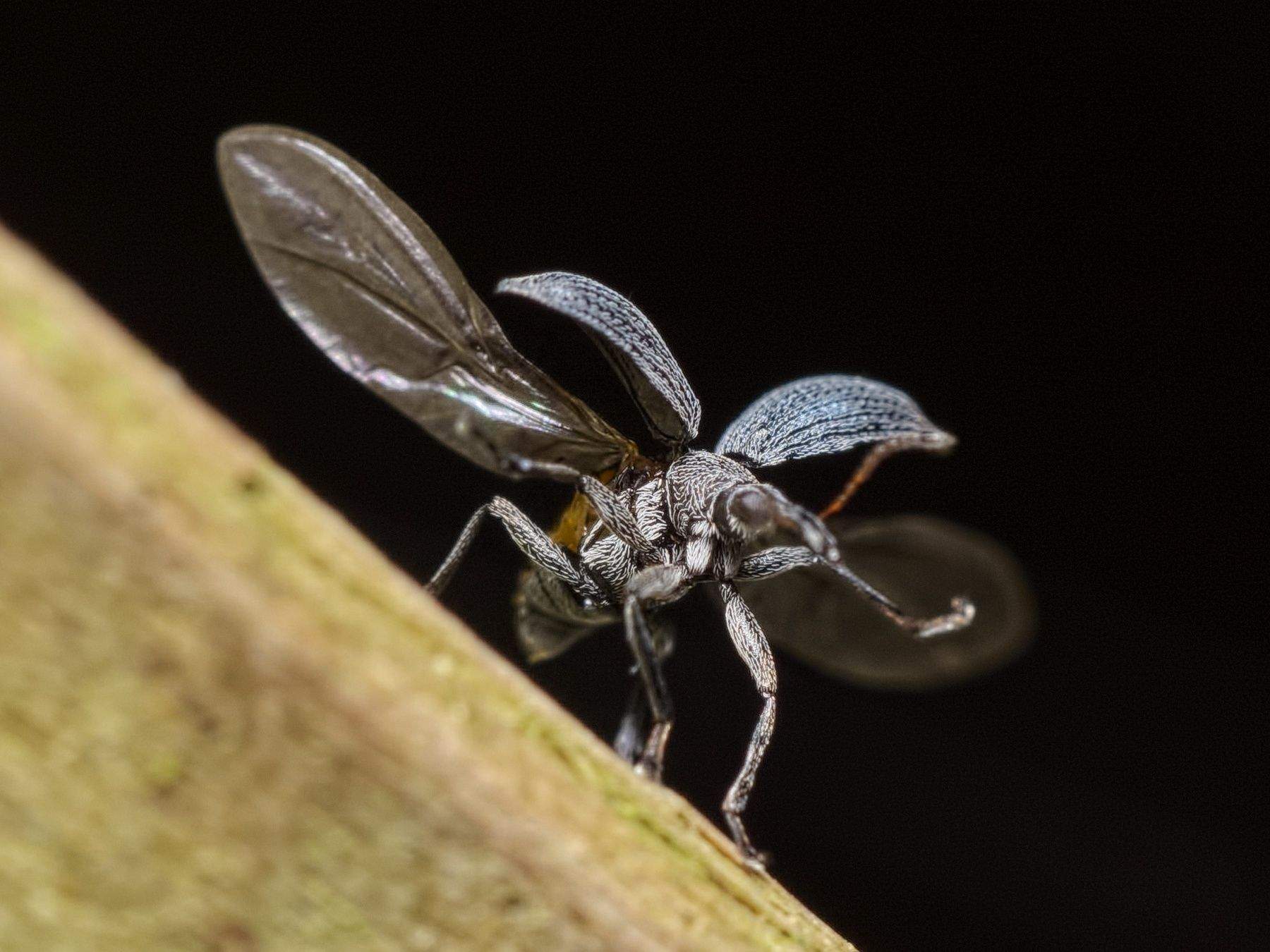 Eutrichapion vorax