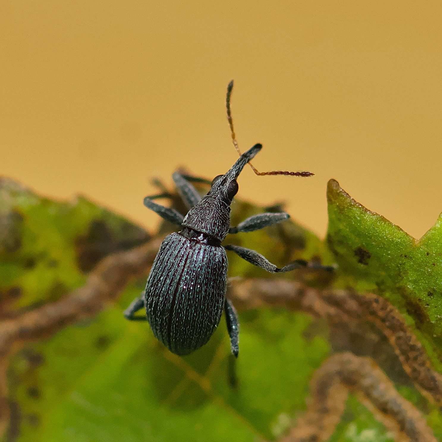 Eutrichapion vorax