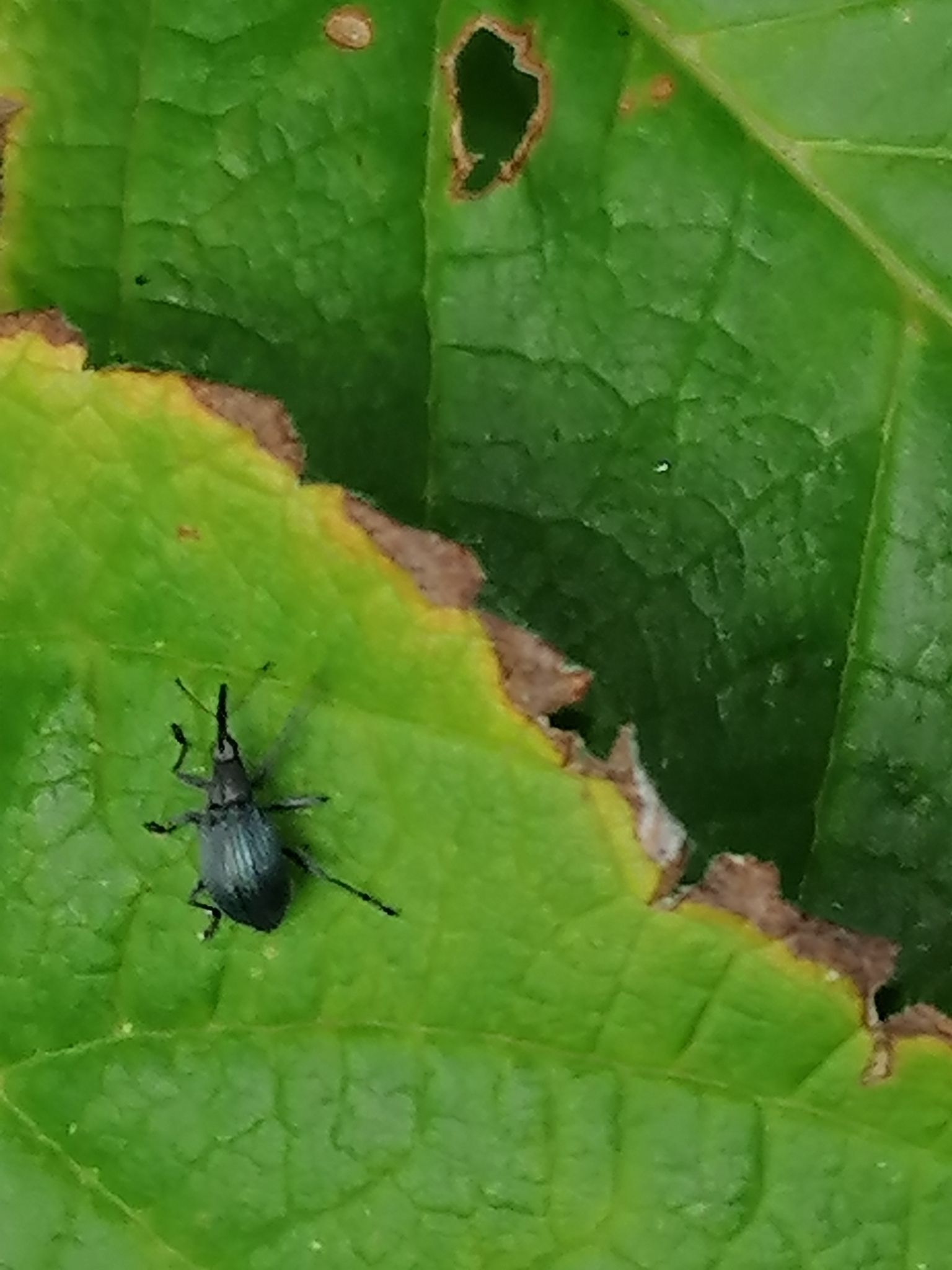 Eutrichapion vorax