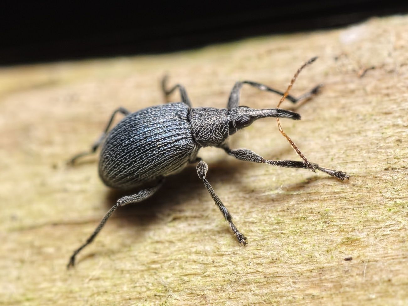 Eutrichapion vorax