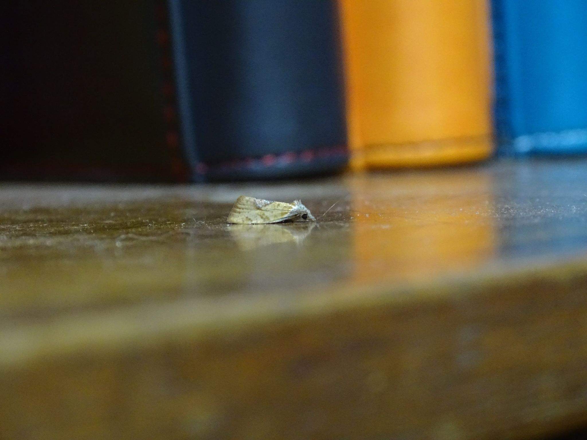 Proeulia