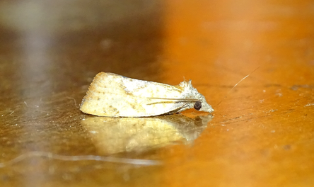Proeulia