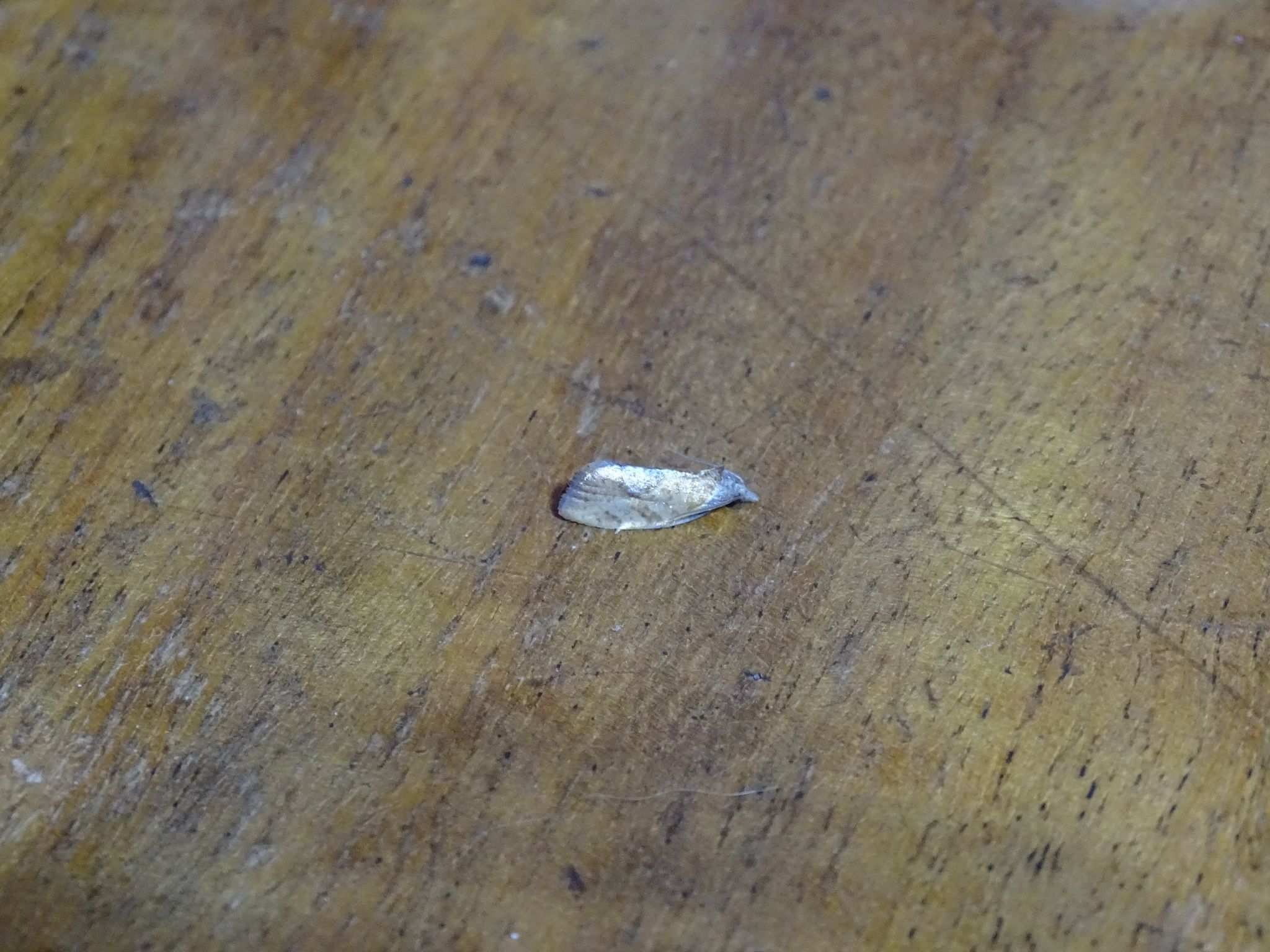 Proeulia