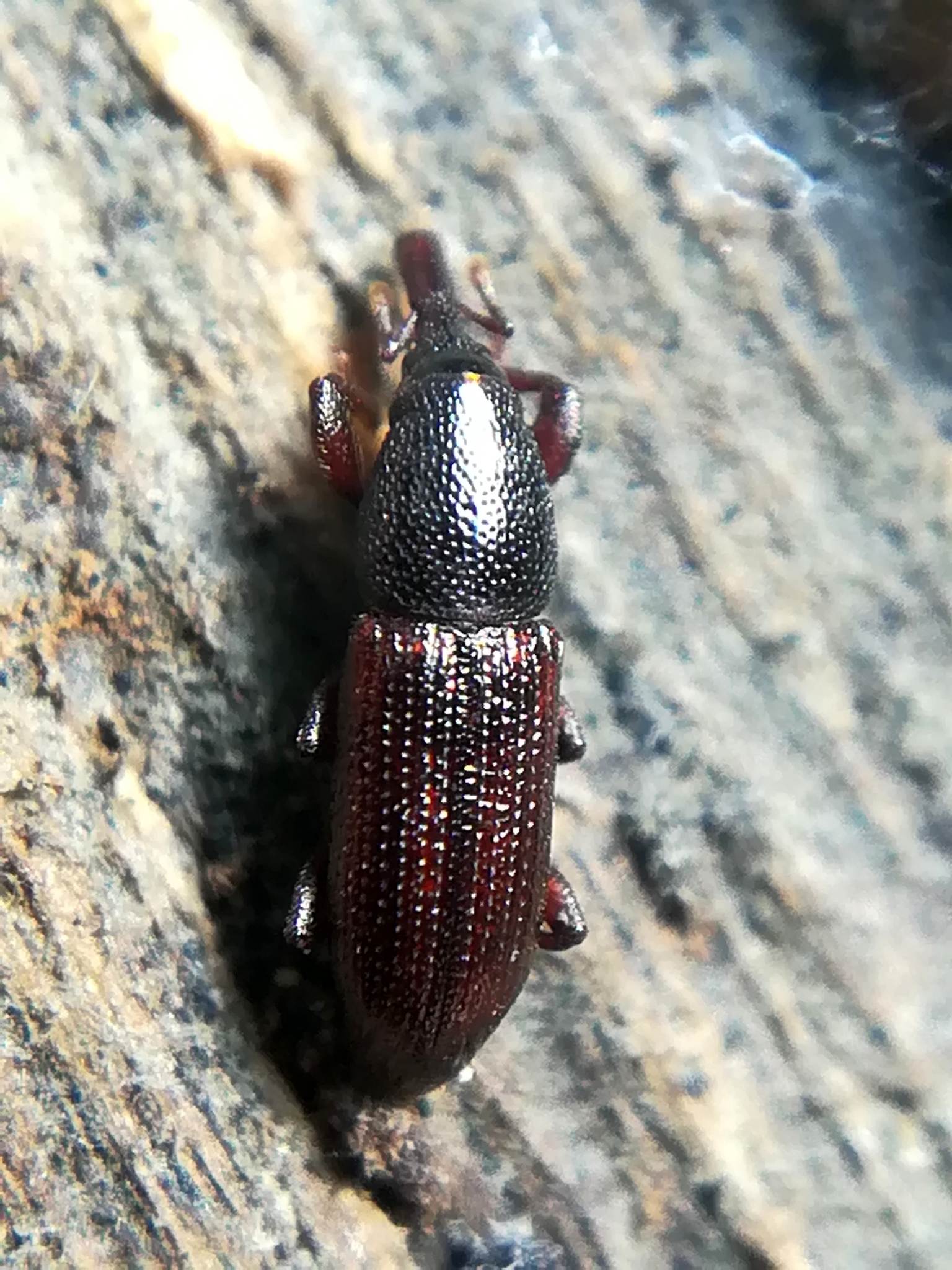 Pentarthrum